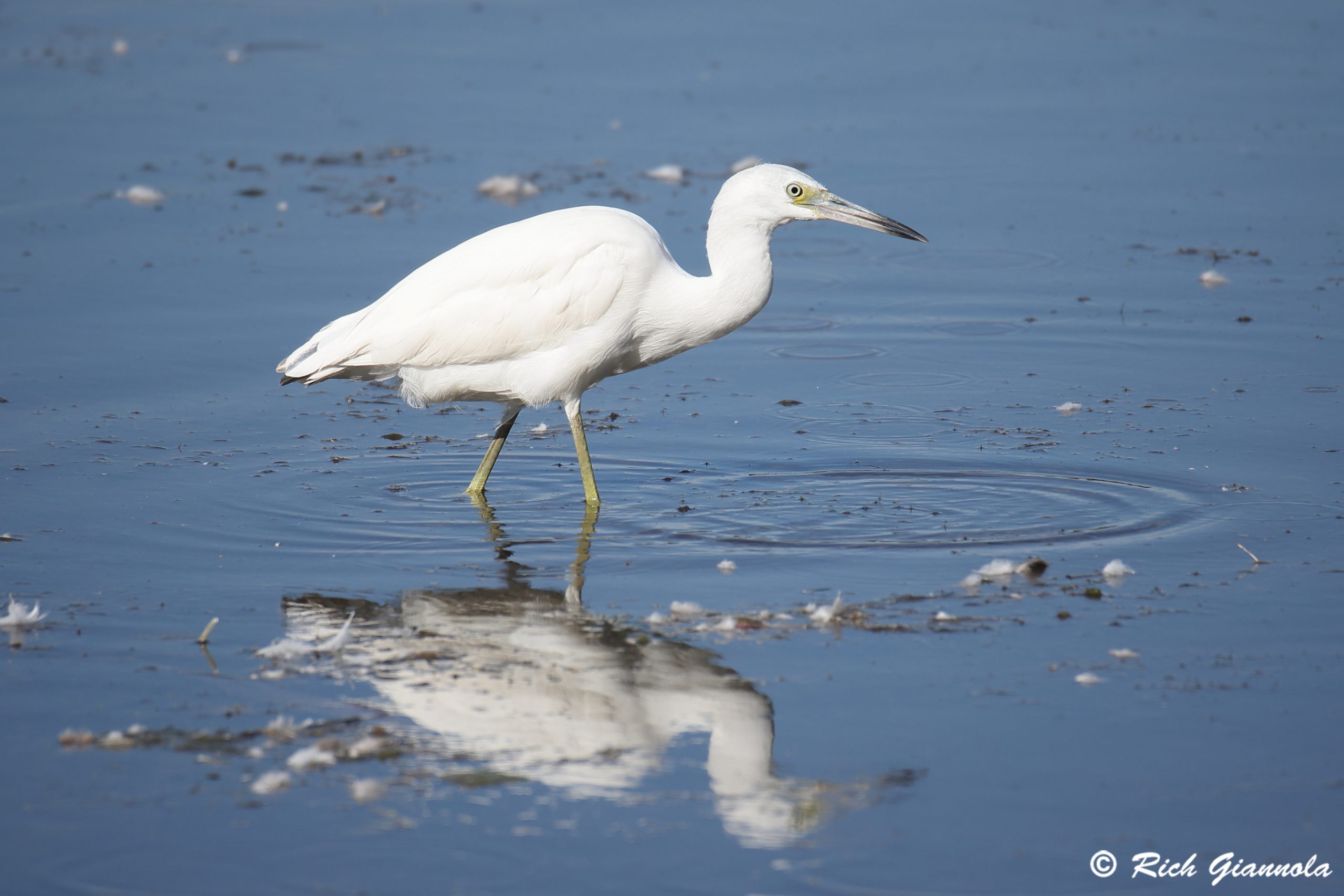 Birding at Cape May Point State Park: Featuring a Little Blue Heron (10/15/24)