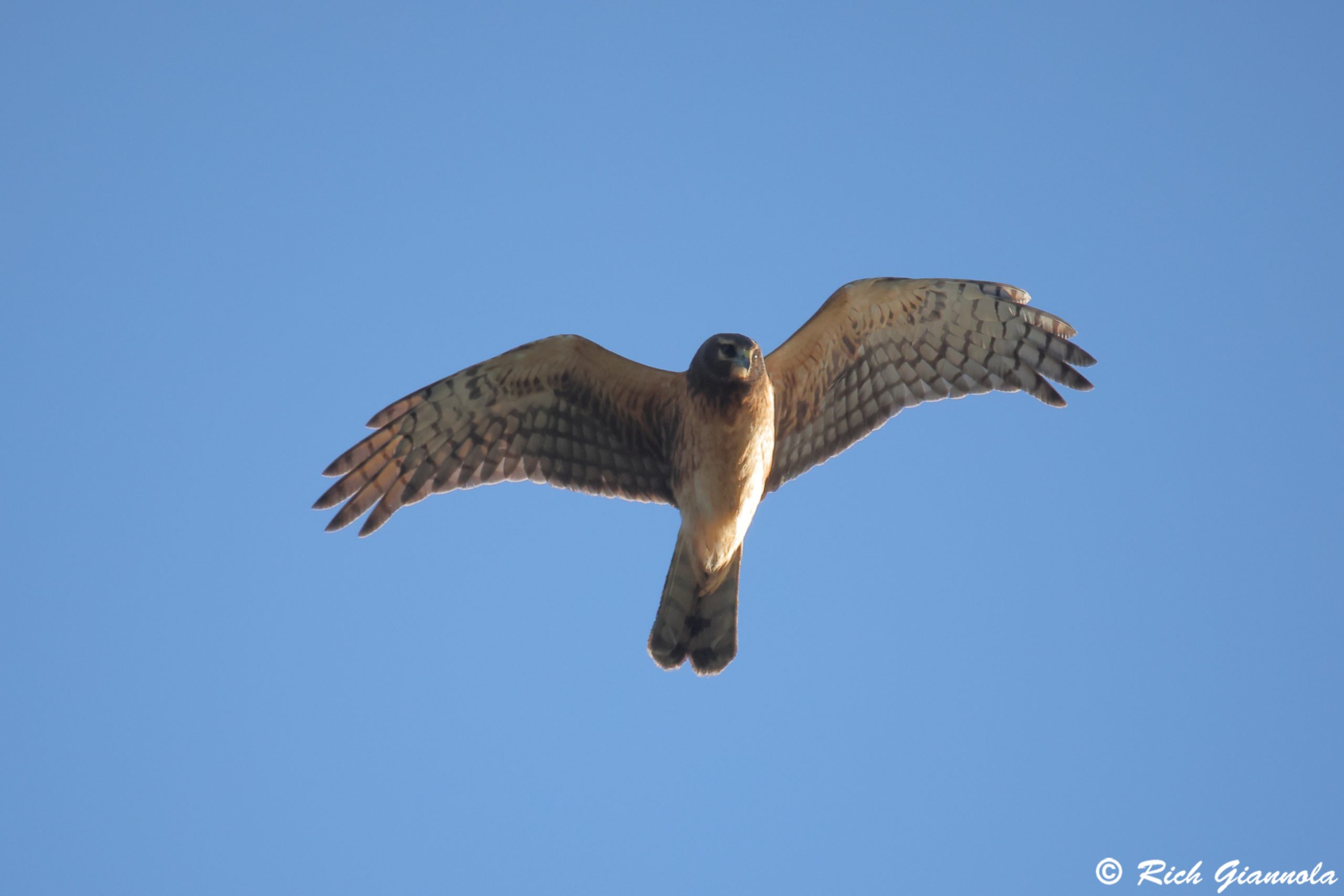 Birding at Delaware Seashore State Park: Featuring a Northern Harrier (10/11/24)