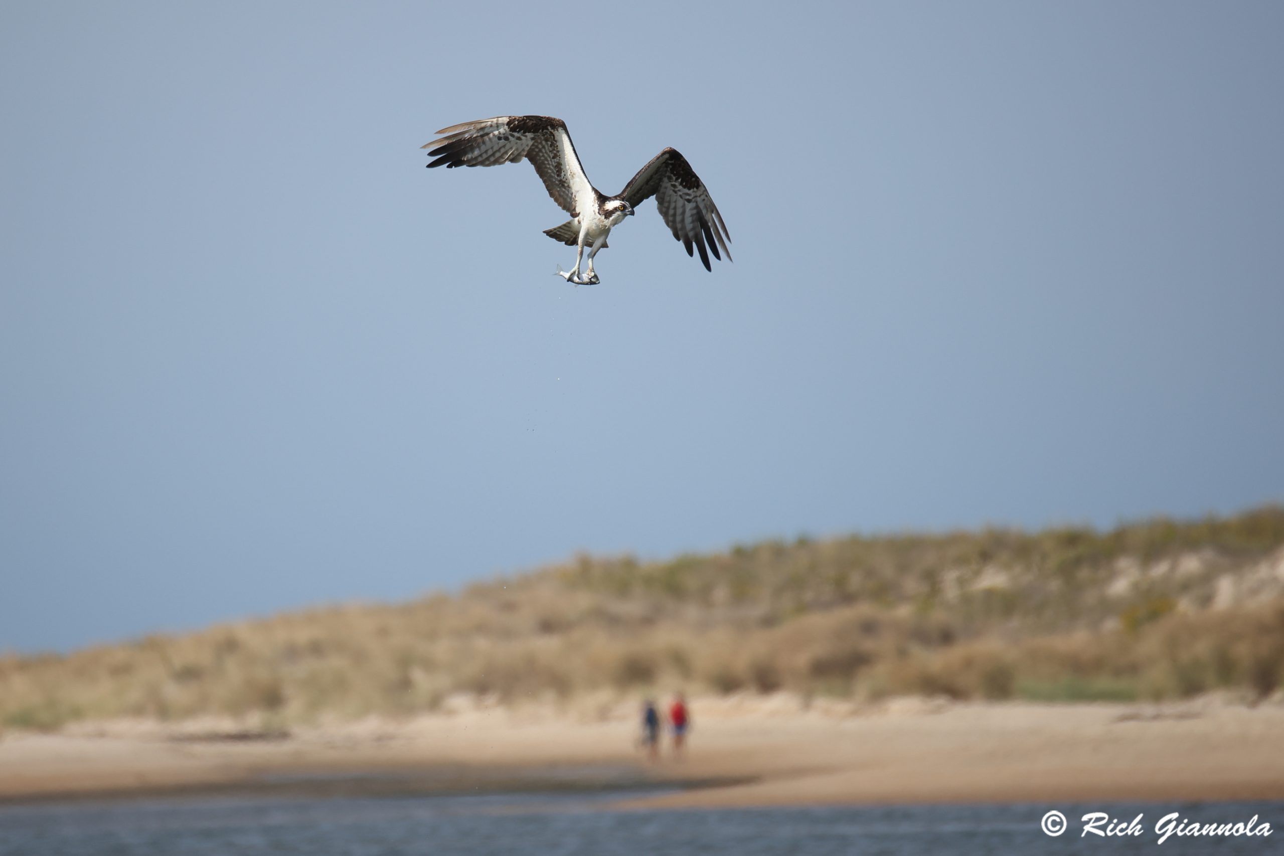 Birding at Cape Henlopen State Park: Featuring an Osprey (10/4/24)