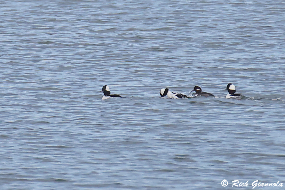 Birding at Quillens Point: Featuring Buffleheads (11/19/24)