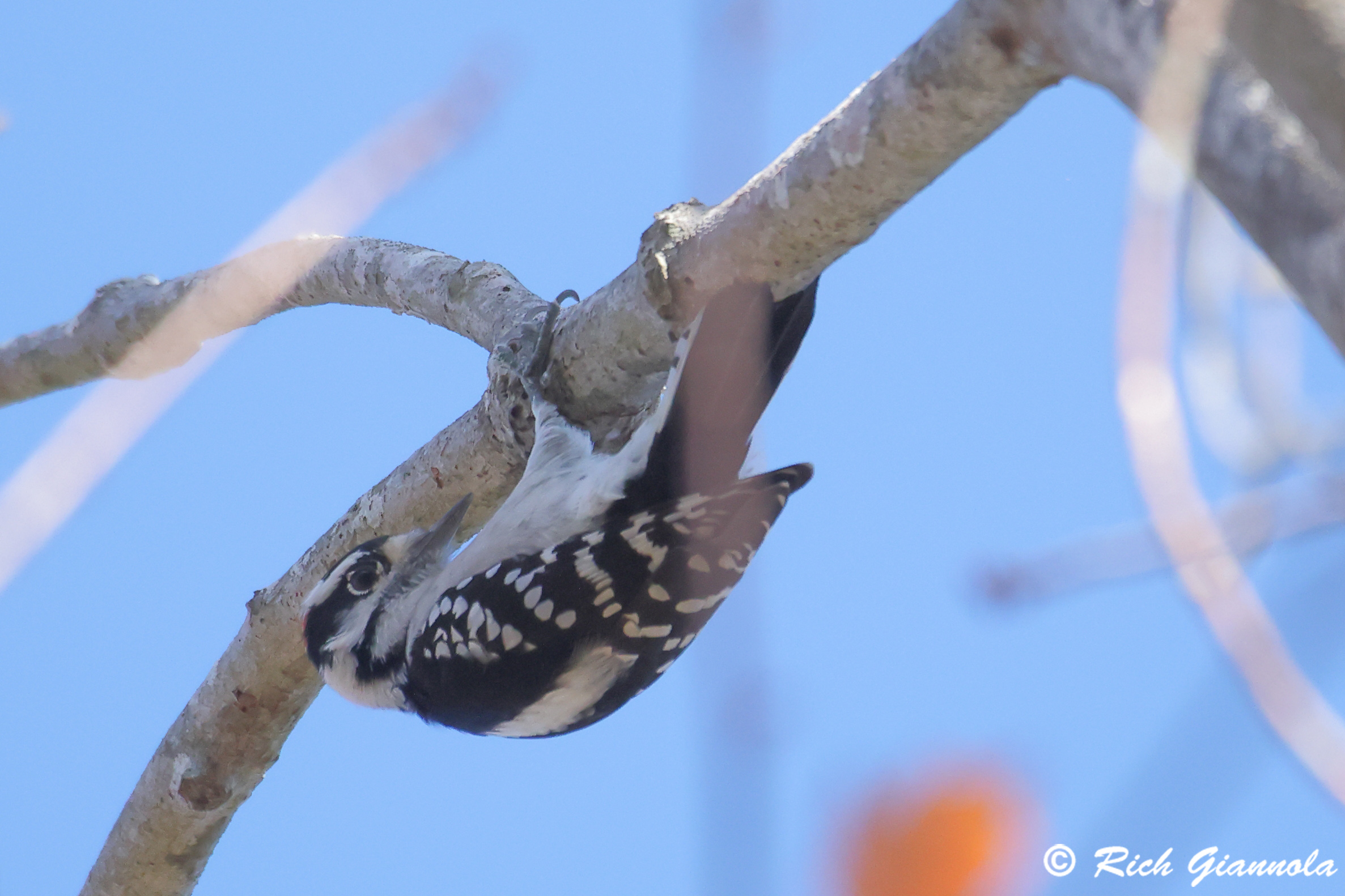 Birding at Cape Henlopen State Park: Featuring a Downy Woodpecker (11/6/24)