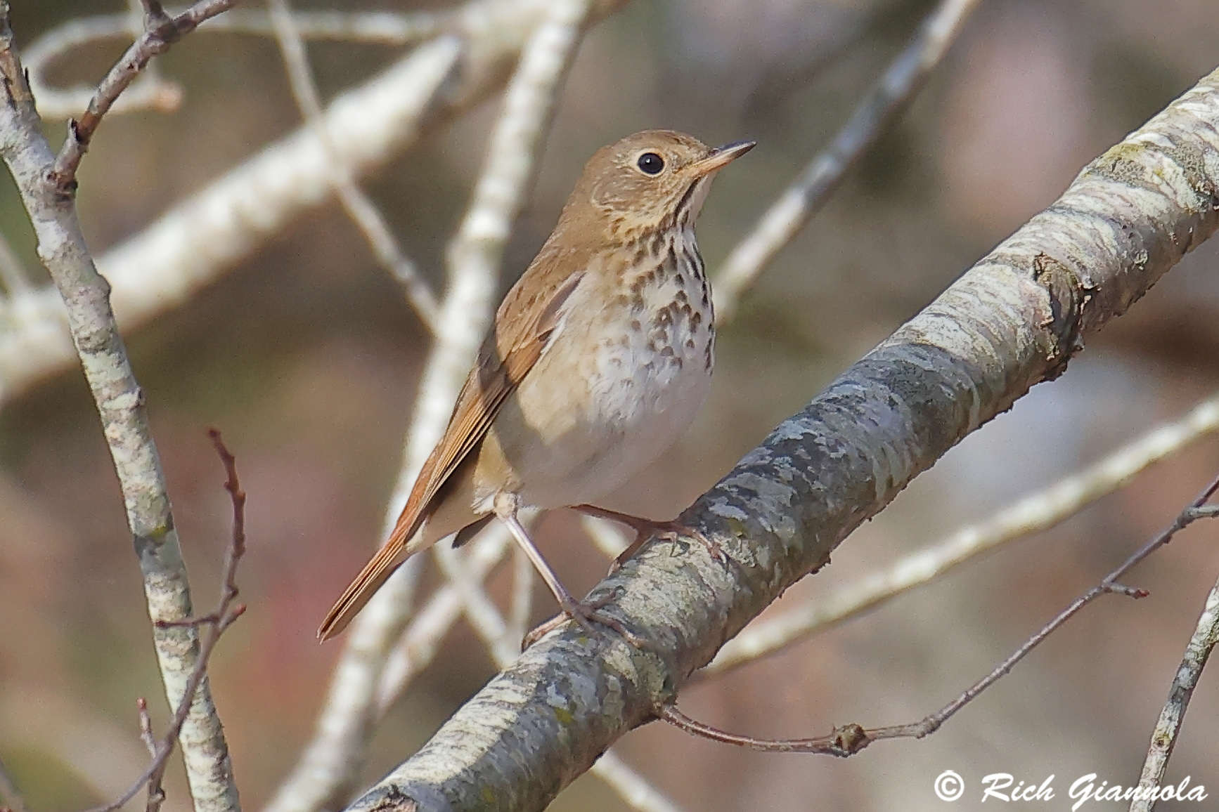 Birding at James Farm Ecological Preserve: Featuring a Hermit Thrush (11/19/24)