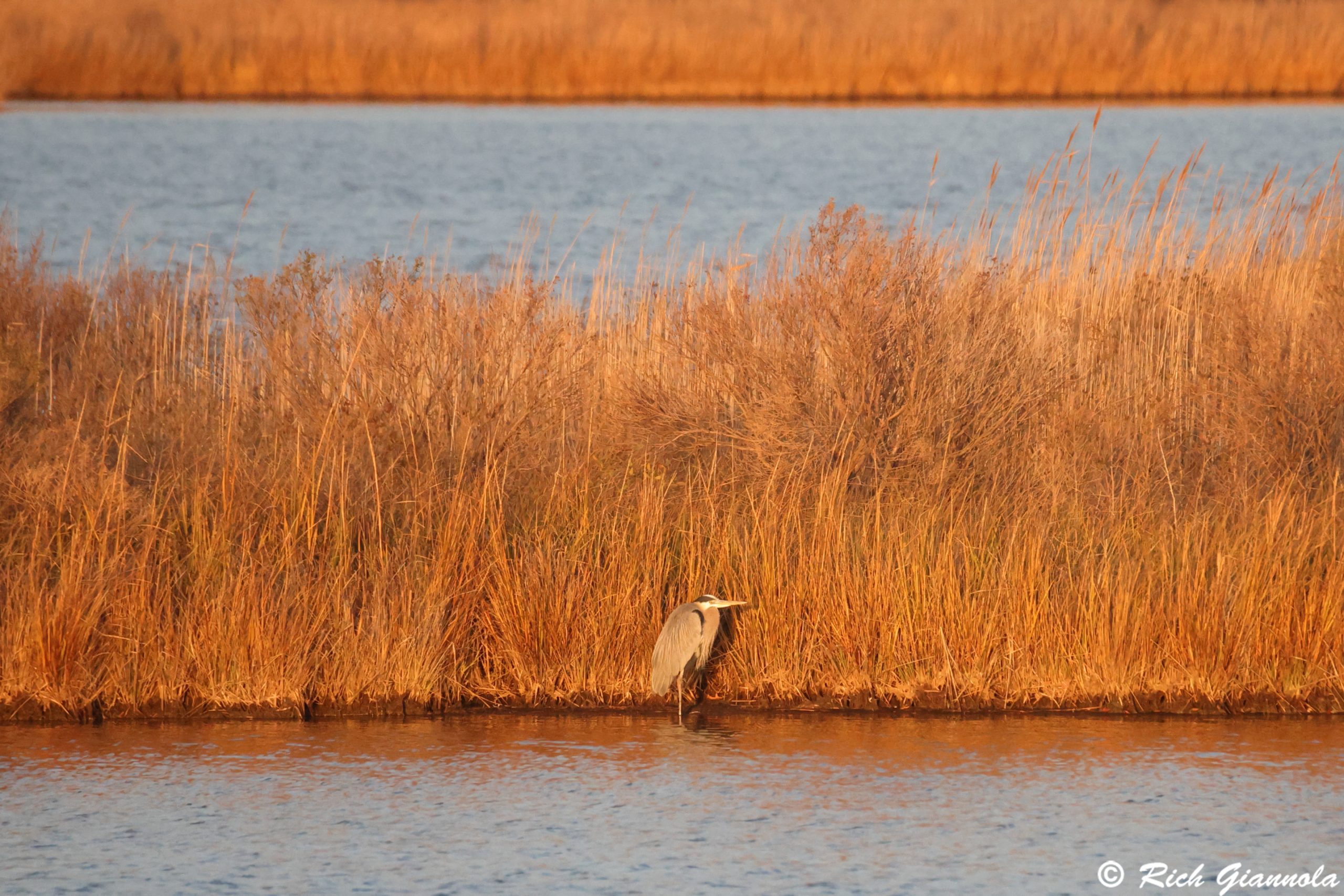 Birding at Prime Hook NWR: Featuring a Great Blue Heron (12/19/24)