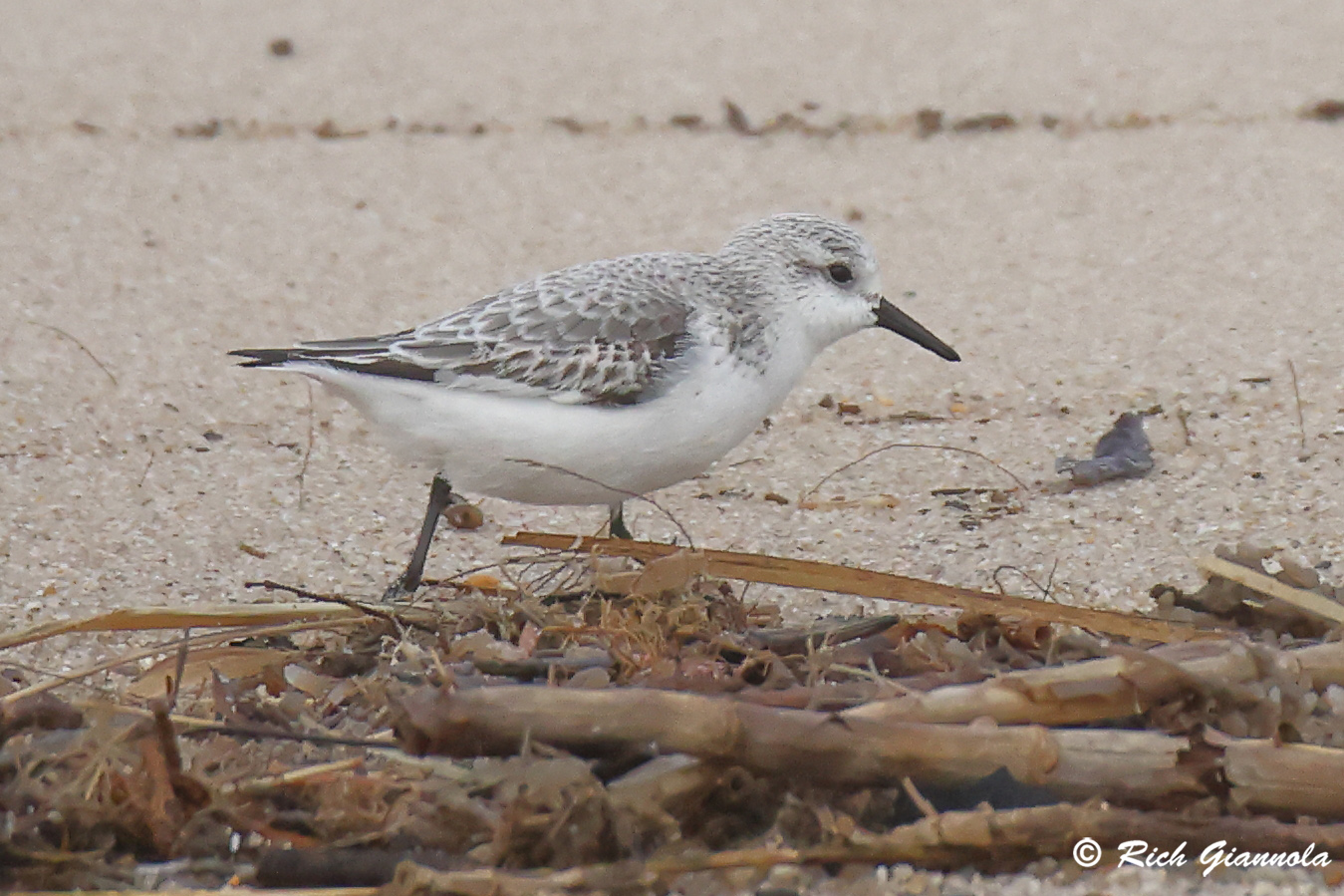 Birding at Lewes Beach: Featuring a Sanderling (12/14/24)