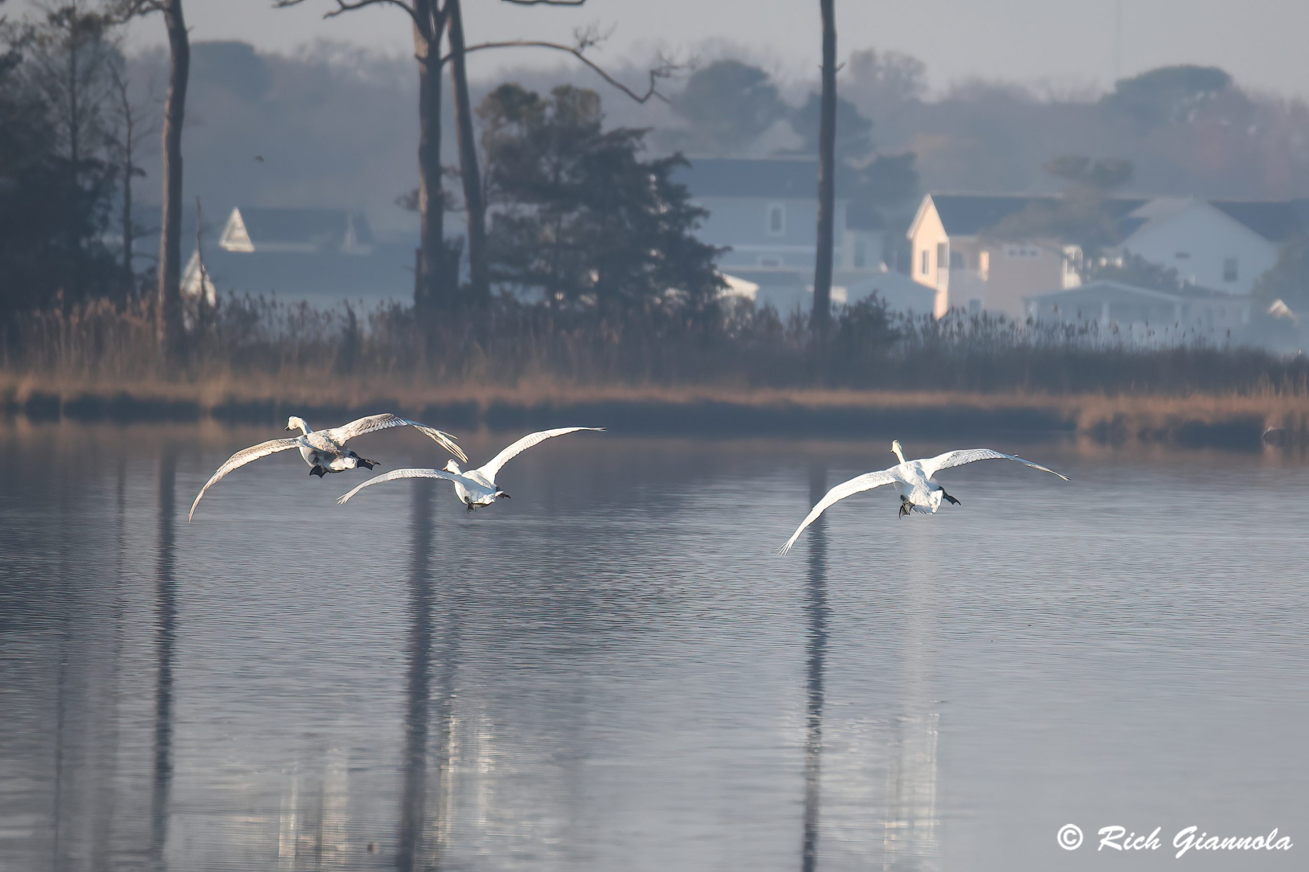 Birding at Assawoman Wildlife Area: Featuring Mute Swans (12/10/24)