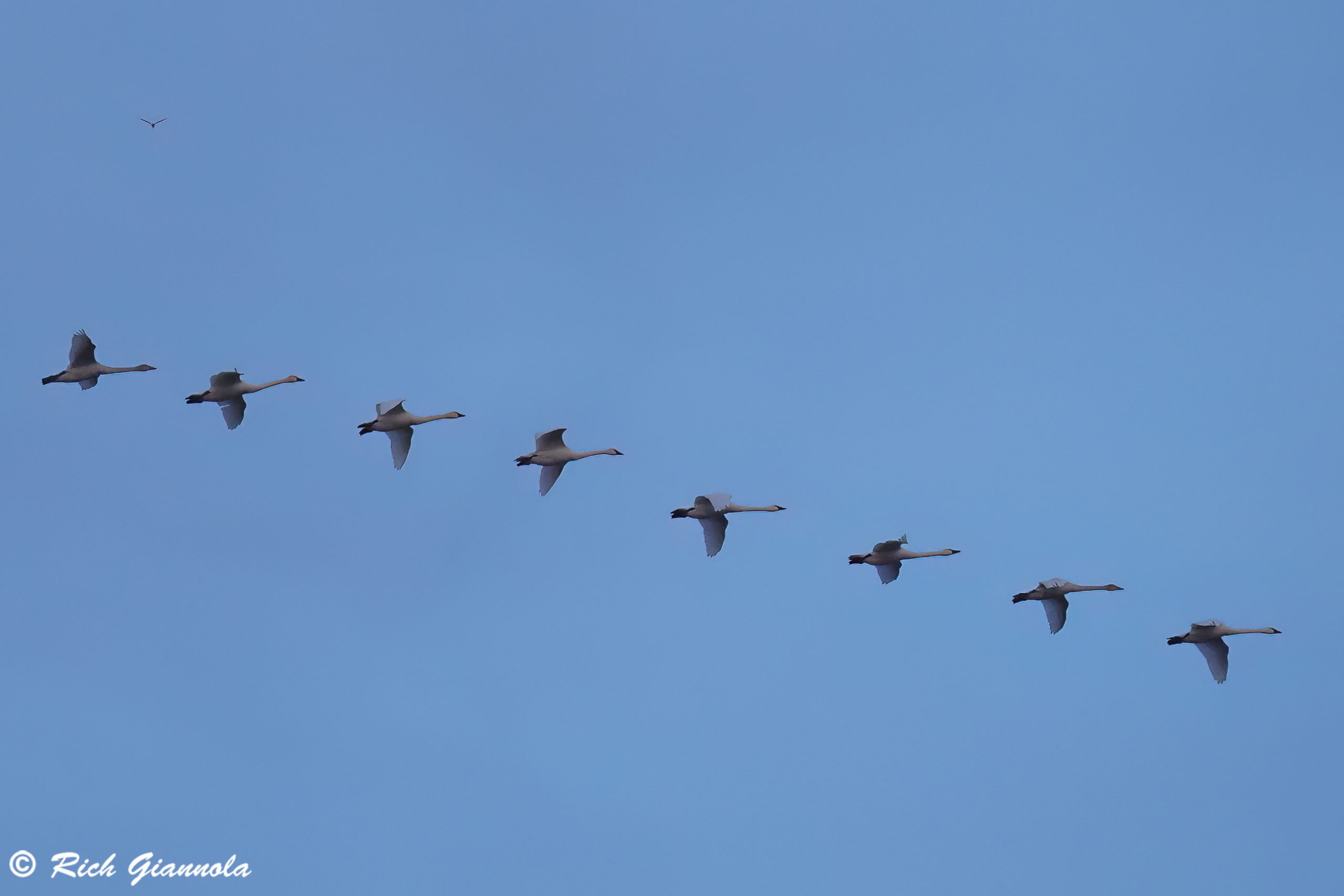 Birding at Fowler Beach: Featuring Tundra Swans (12/17/24)