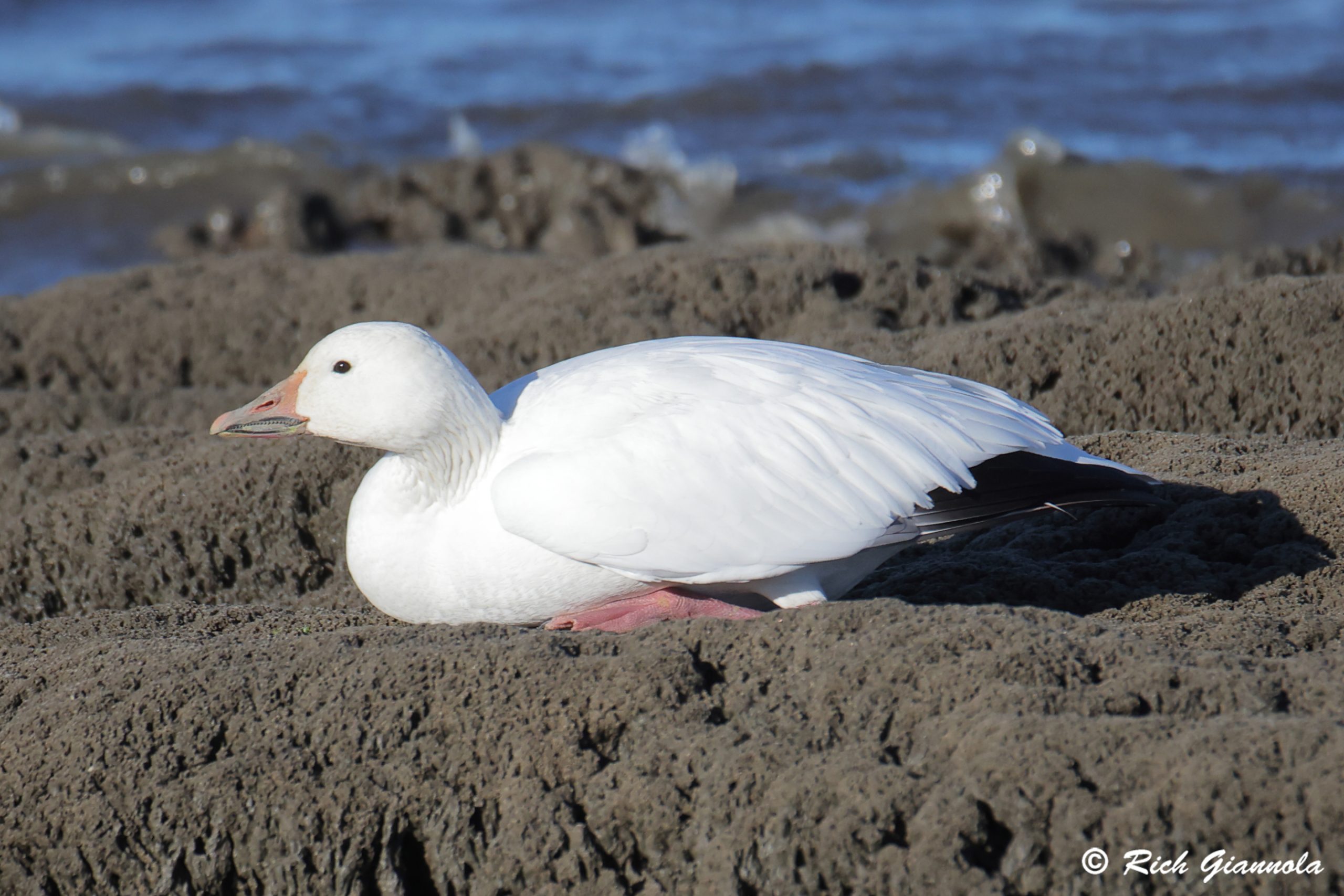 Birding at Fowler Beach: Featuring a Snow Goose (12/30/24)