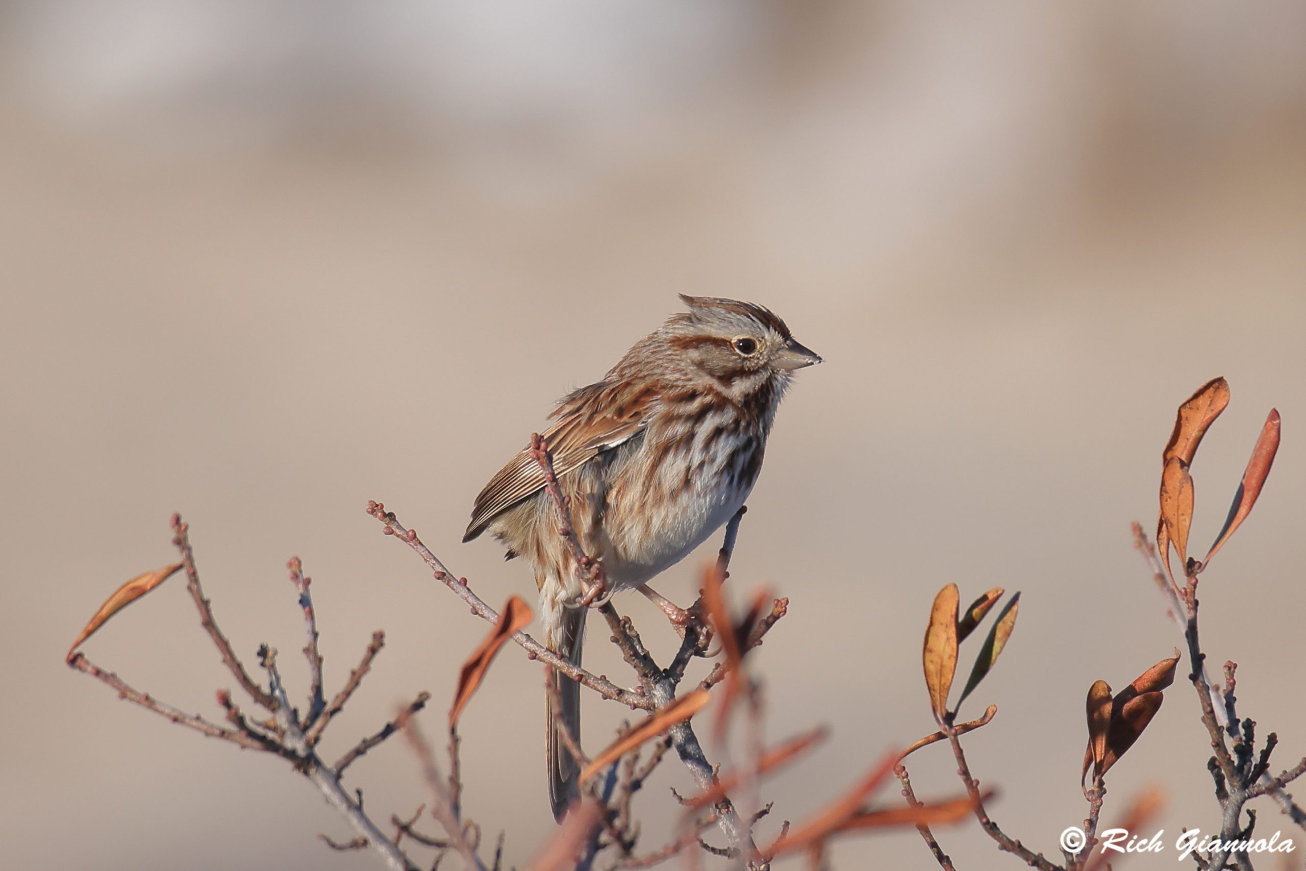 Birding at Cape Henlopen State Park: Featuring a Song Sparrow (1/13/25)