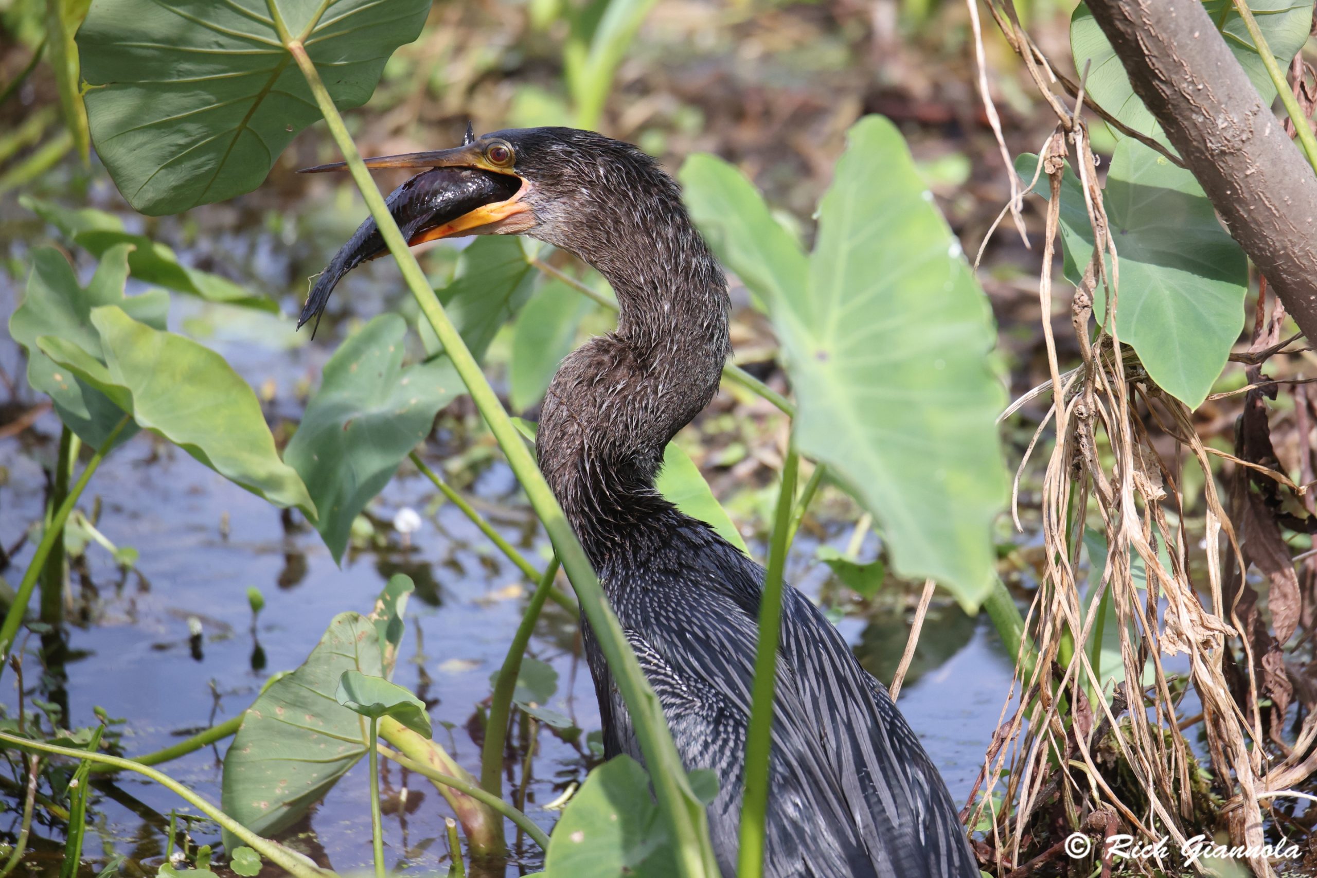 Birding at Circle B Bar Reserve: Featuring an American Anhinga (1/29/25)