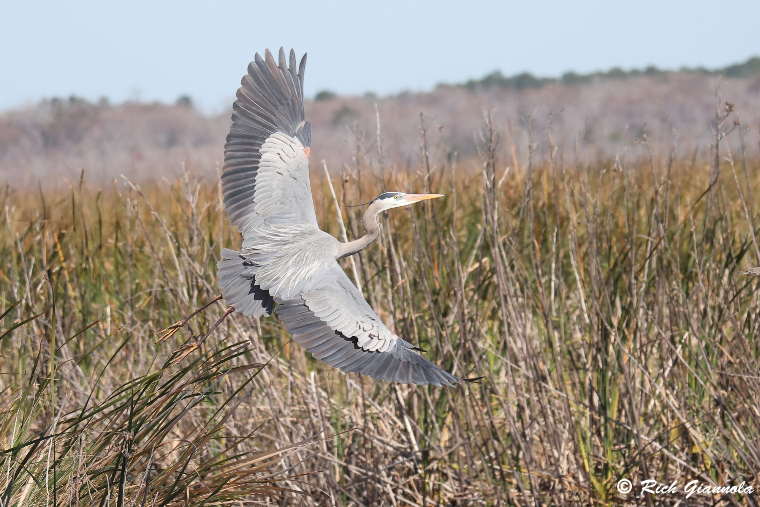 Birding at Lake Woodruff NWR: Featuring a Great Blue Heron (1/25/25)