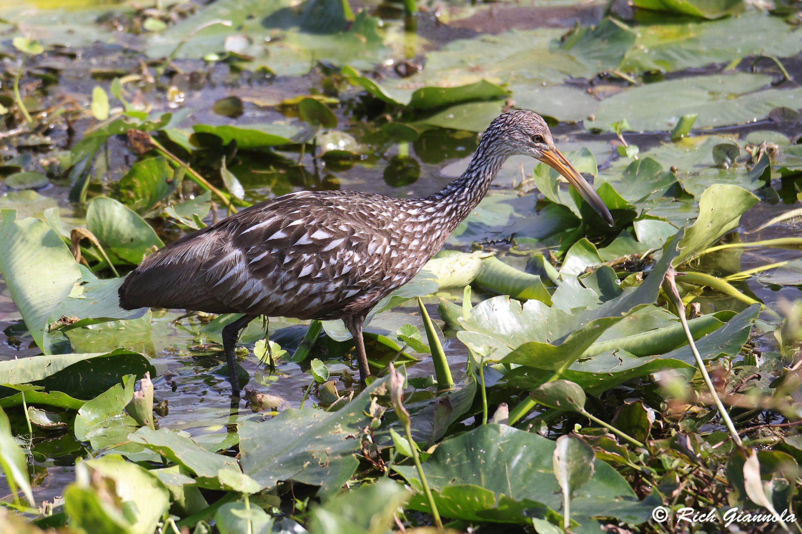 Birding at Orlando Wetlands: Featuring a Limpkin (1/28/25)