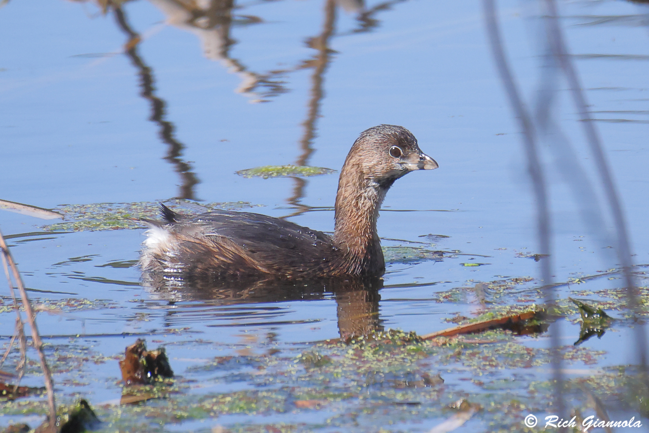 Birding at John S Taylor Park: Featuring a Pied-Billed Grebe (1/30/25)