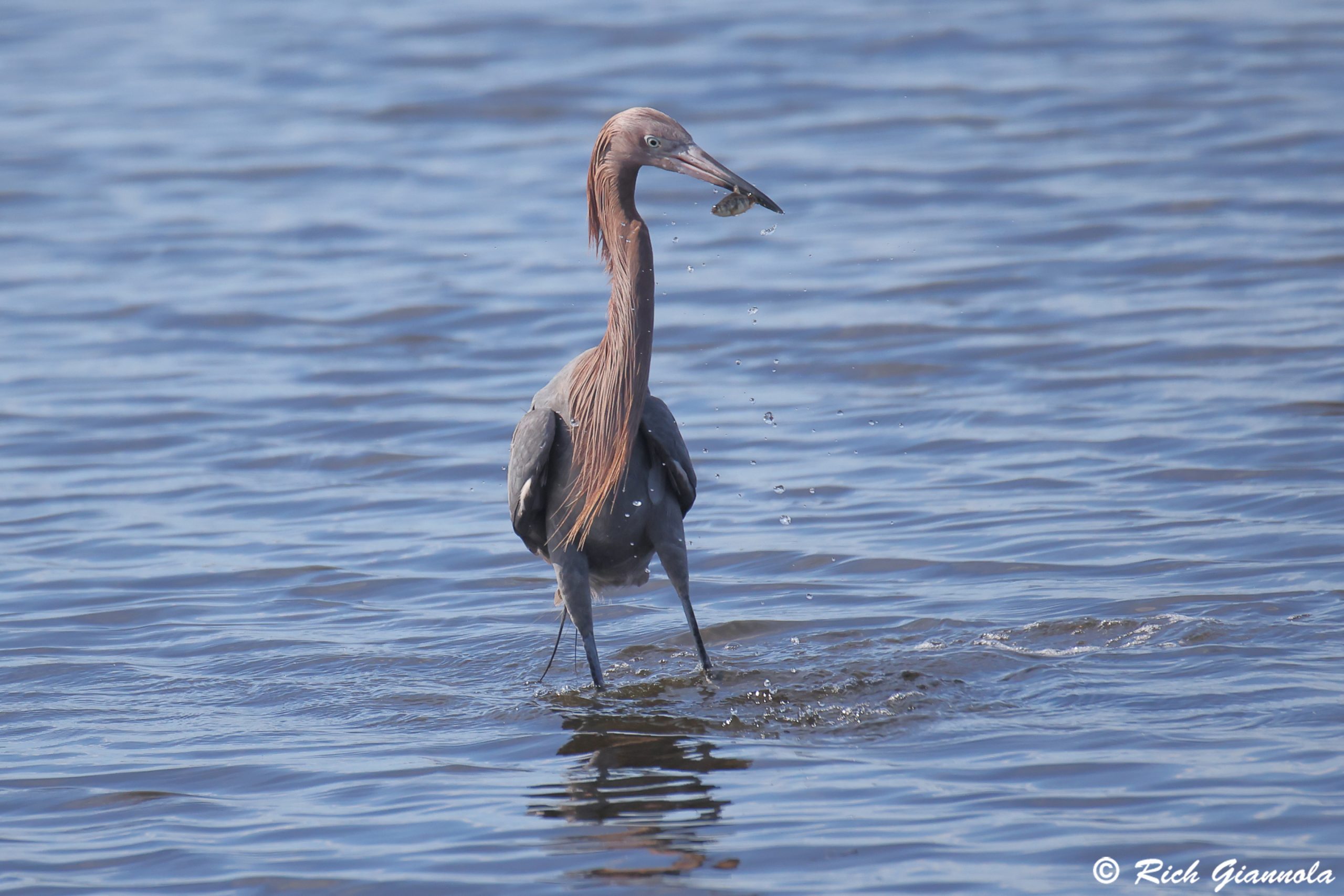 Birding at Merritt Island NWR: Featuring a Reddish Egret (1/27/25)