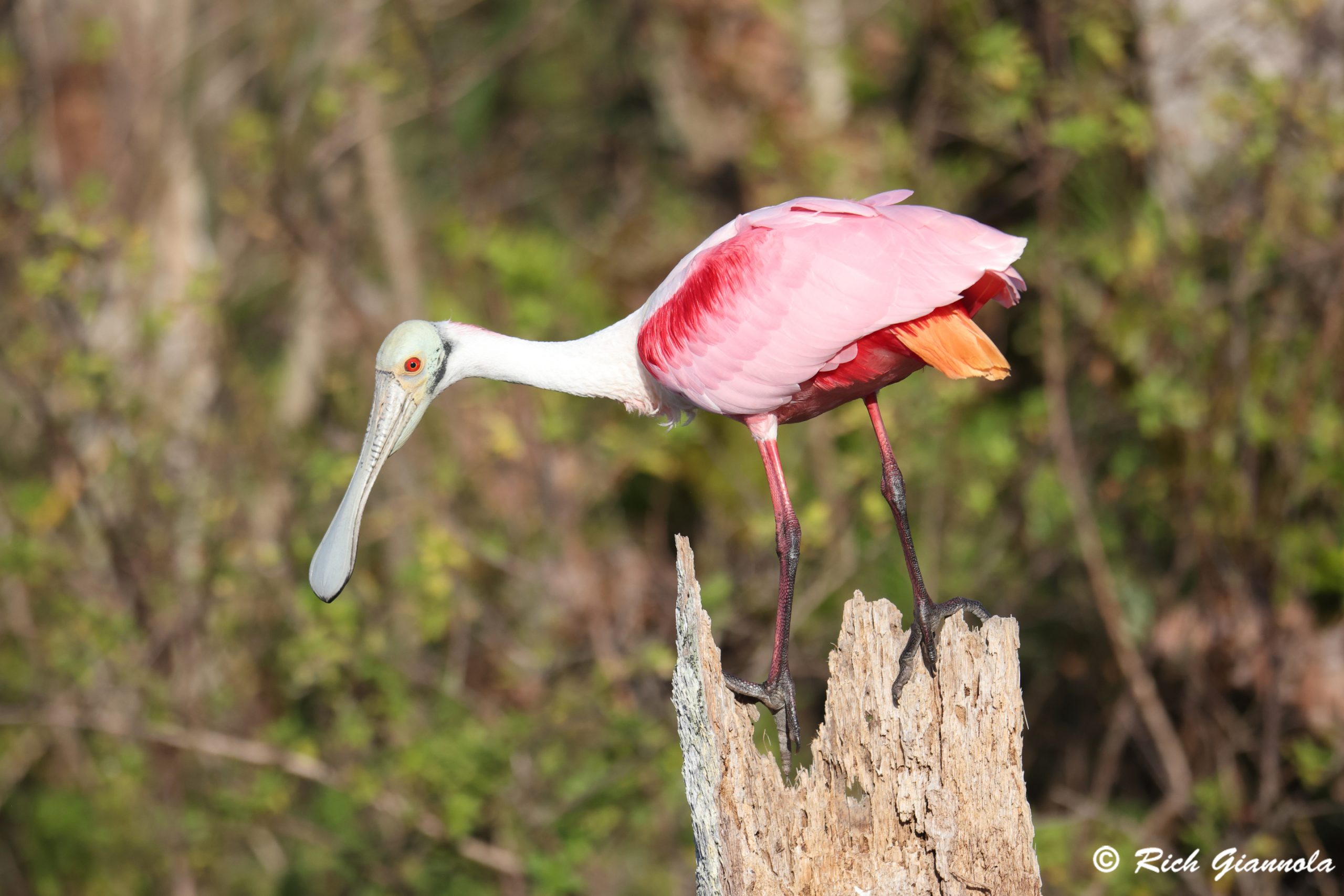 Birding at Orlando Wetlands: Featuring a Roseate Spoonbill (1/26/25)