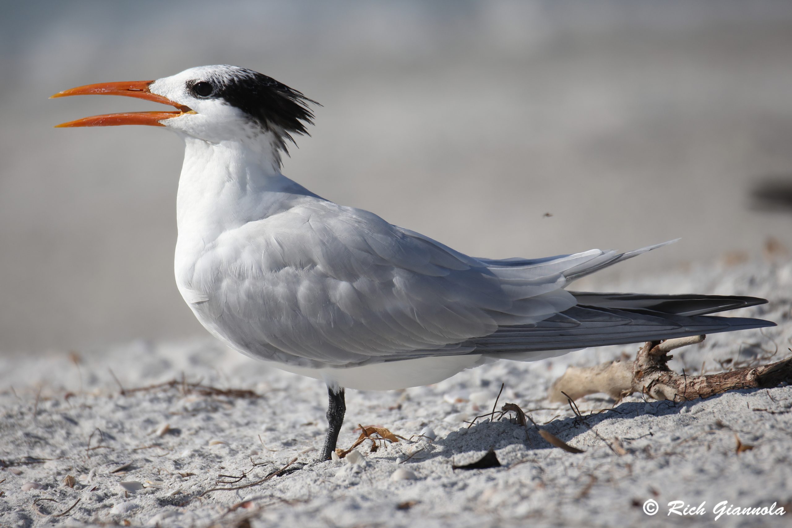 Birding at Clearwater Beach: Featuring a Royal Tern (1/30/25)