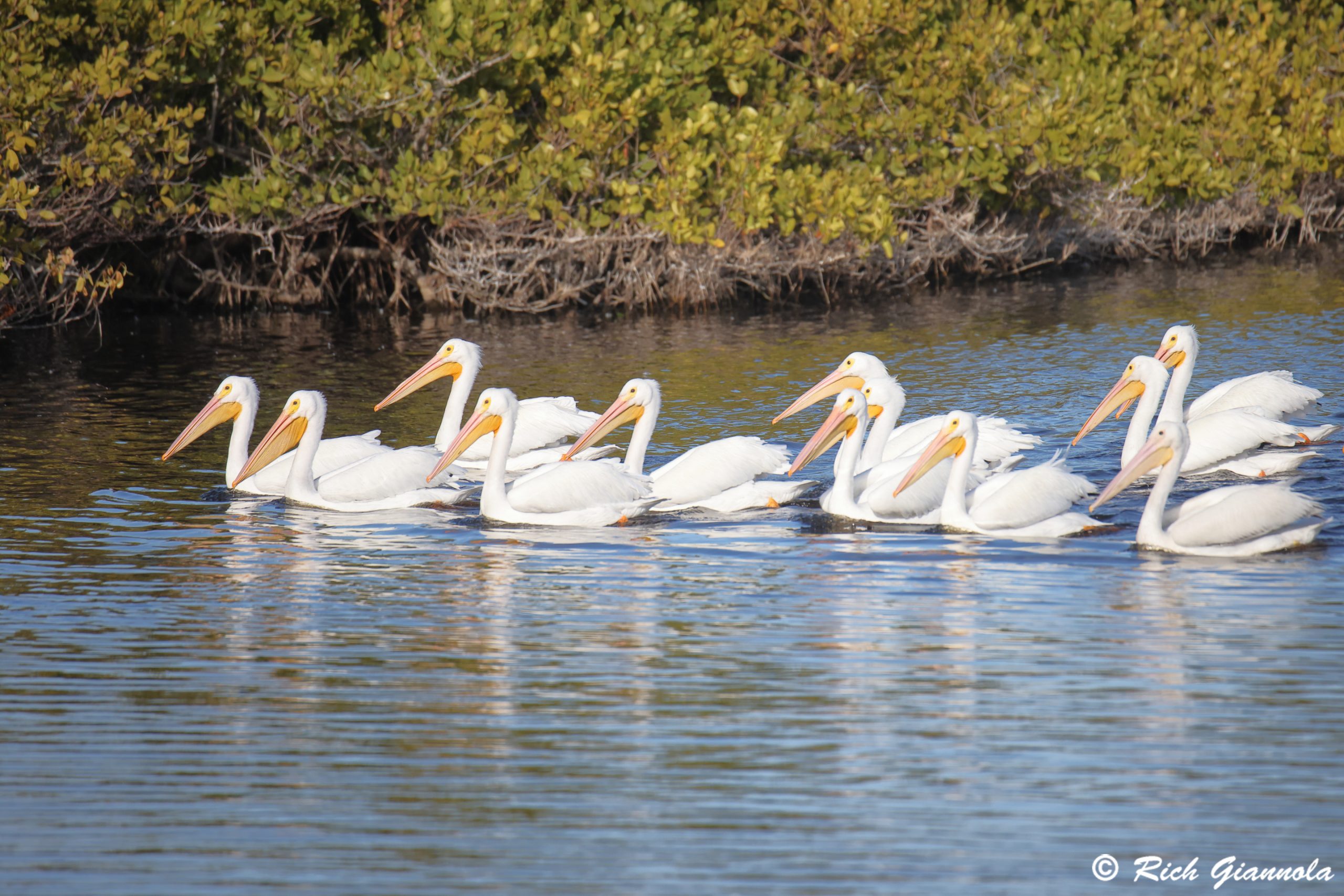 Birding at Merritt Island NWR: Featuring White Pelicans (1/27/25)