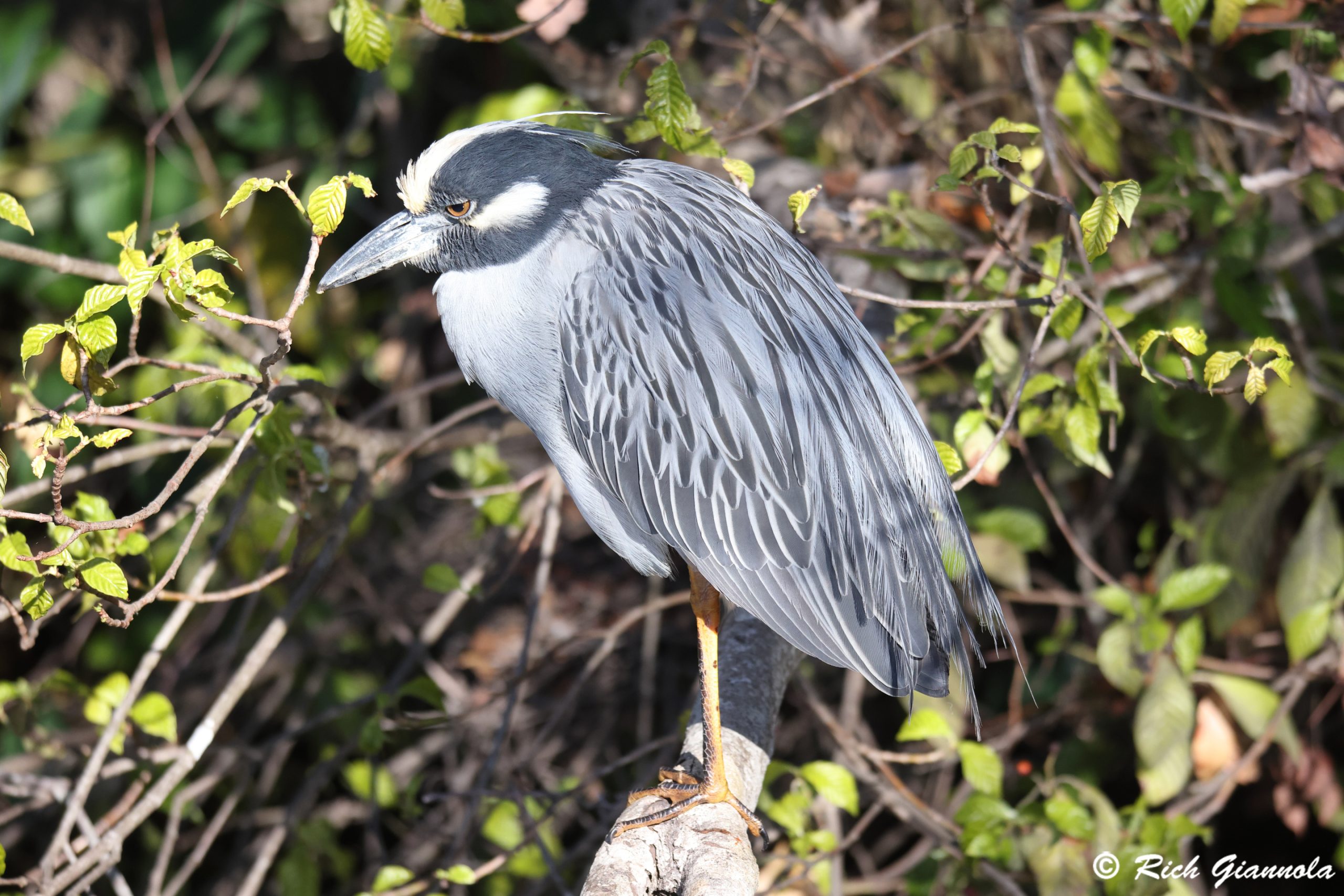 Birding at Largo Central Park Nature Preserve: Featuring a Yellow-Crowned Night Heron (1/30/25)