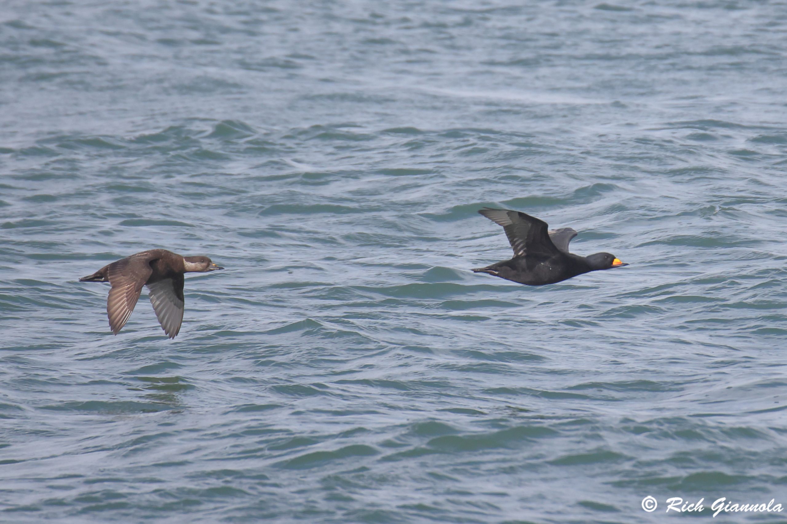 Birding at Delaware Seashore State Park: Featuring Black Scoters (2/25/25)