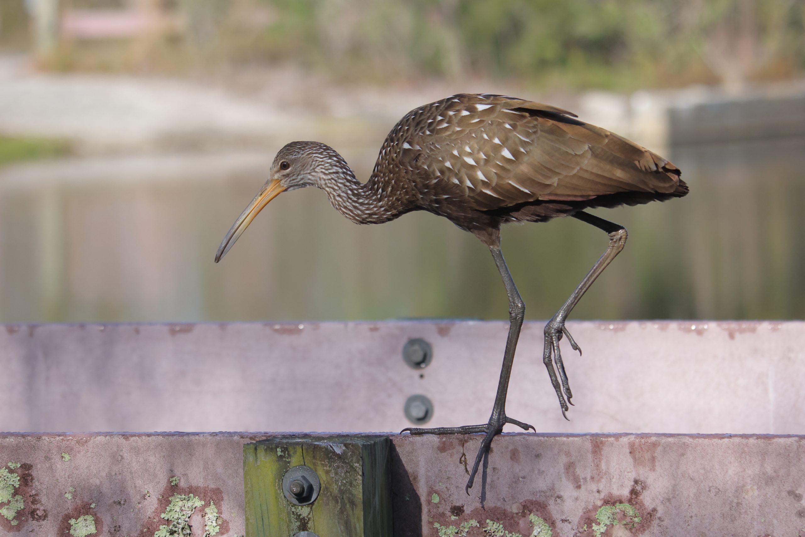 Birding at Largo Central Park Nature Preserve: Featuring a Limpkin (1/31/25)