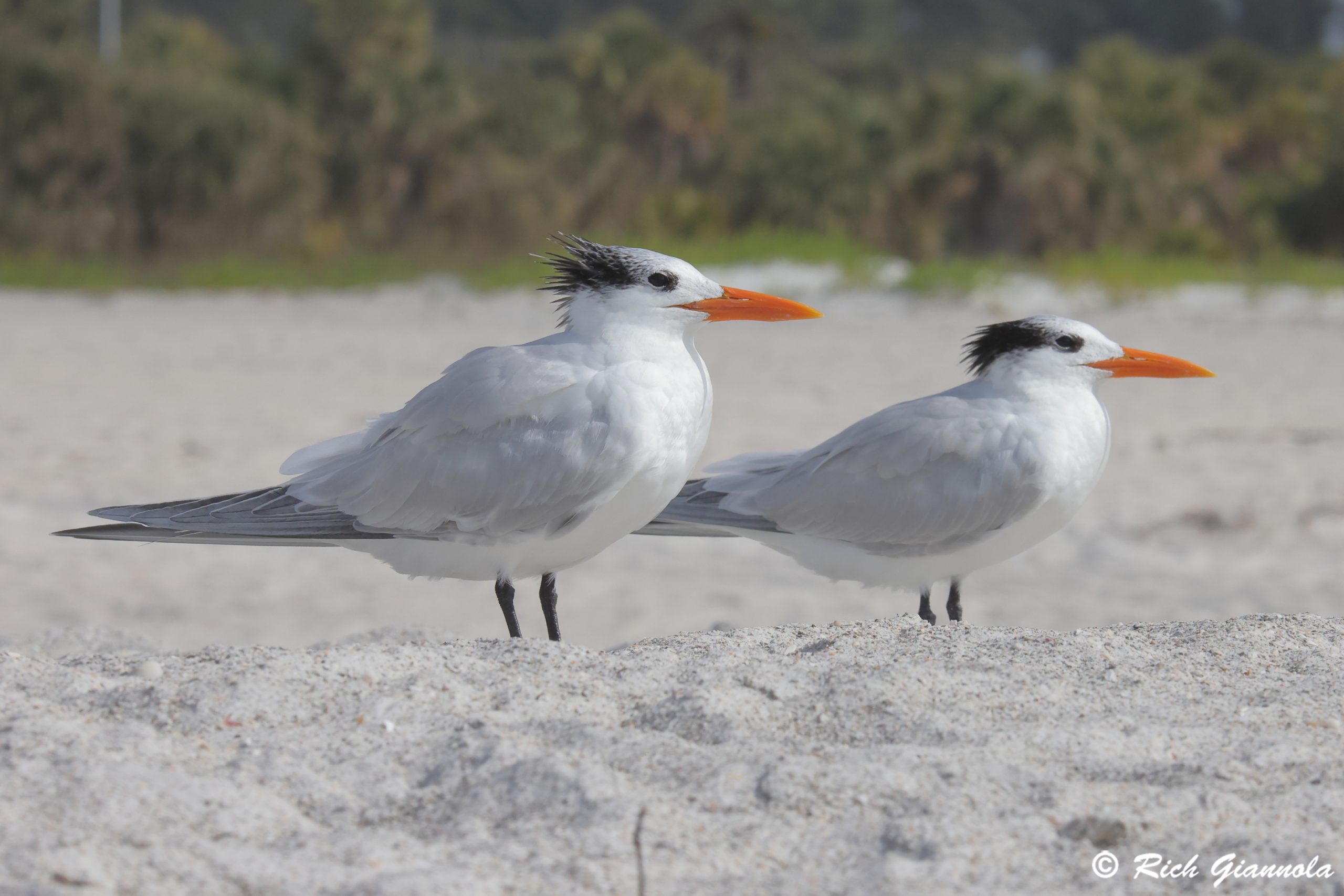 Birding at Sand Key Park: Featuring Royal Terns (1/31/25)