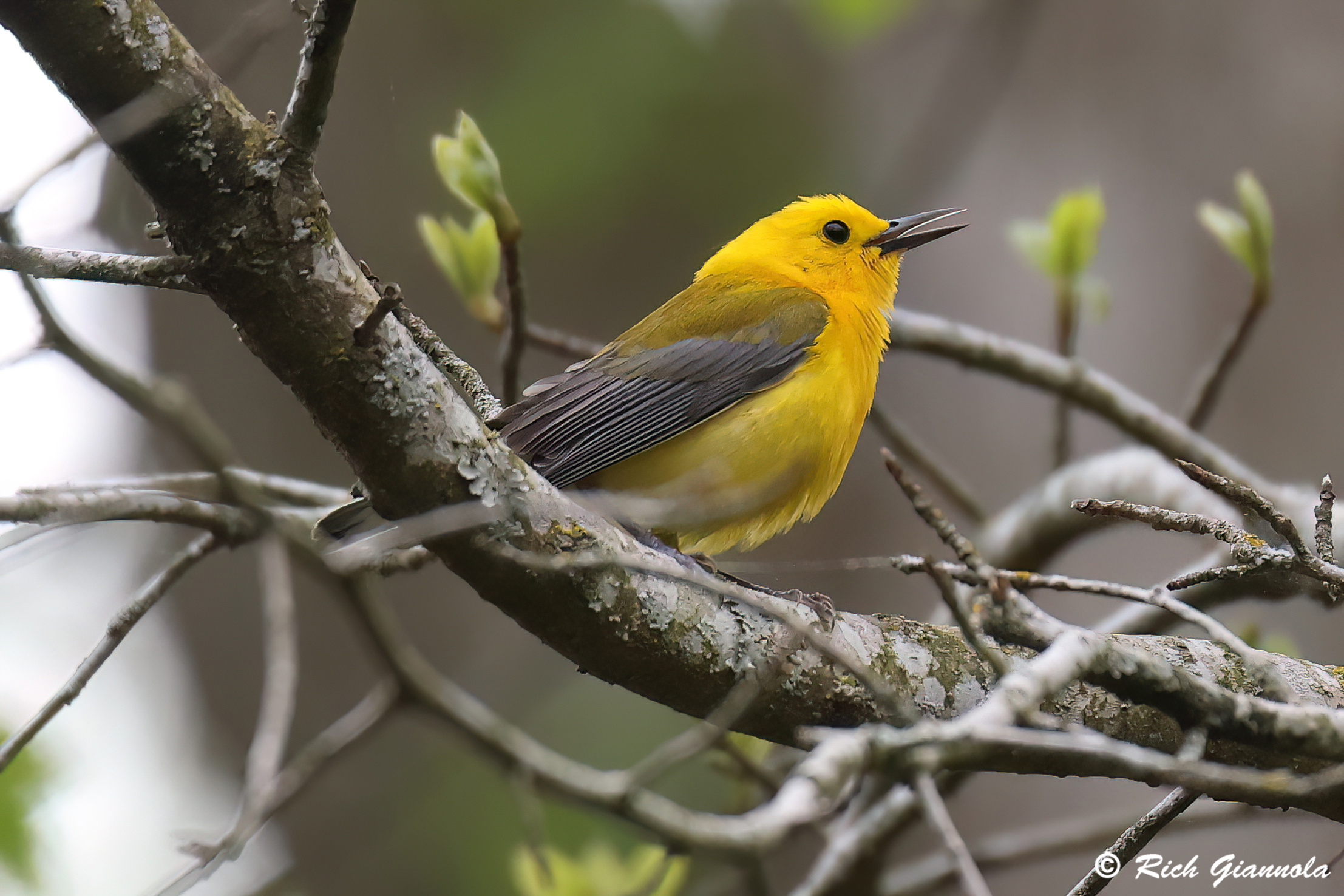 Birding at Trap Pond State Park: Featuring a Prothonotary Warbler (4/21/25)