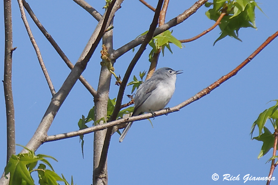 Birding at Prime Hook NWR: Featuring a Blue-Gray Gnatcatcher (4/30/25)