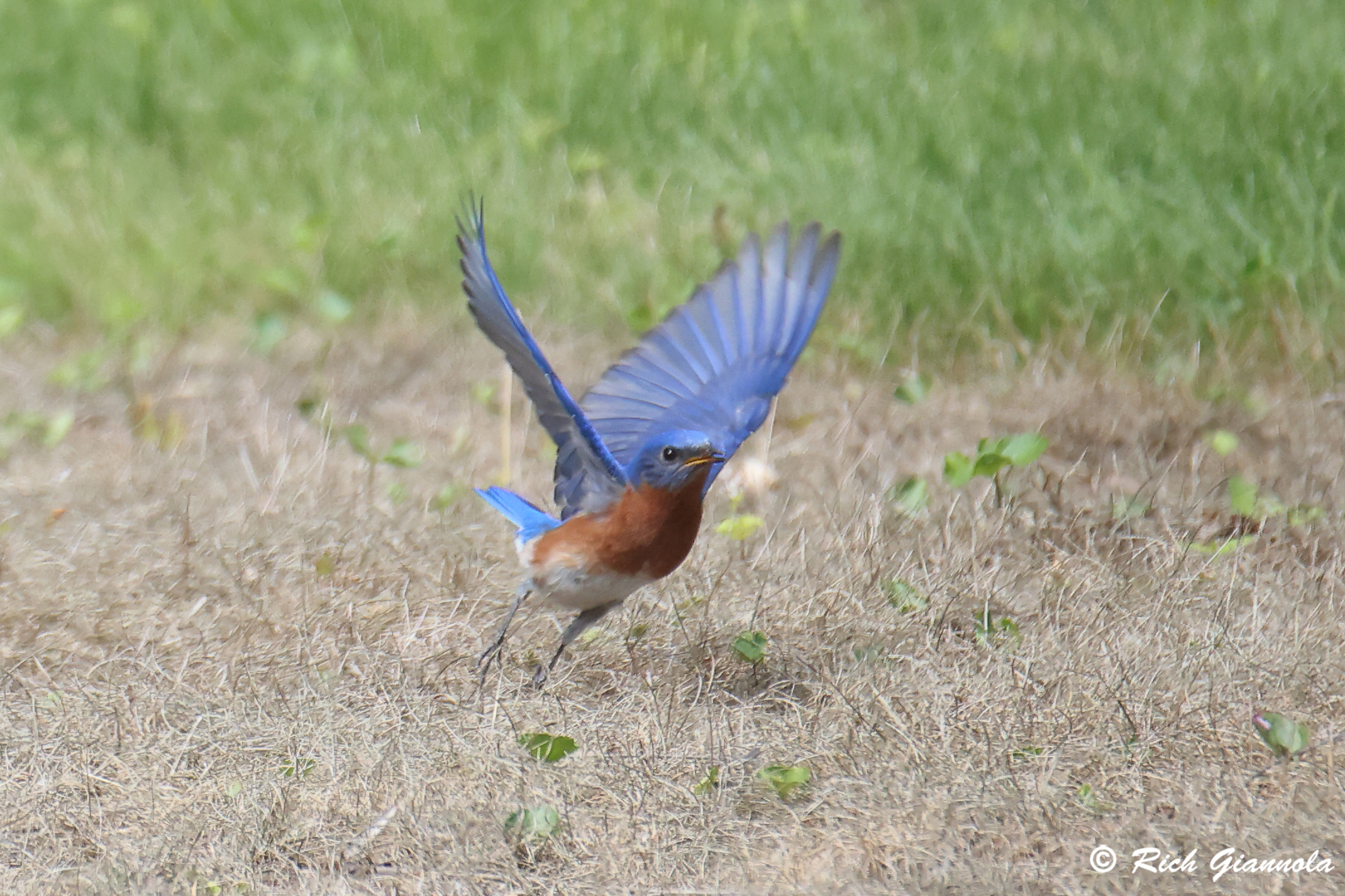 Birding at Hibernia County Park: Featuring an Eastern Bluebird (5/23/25)