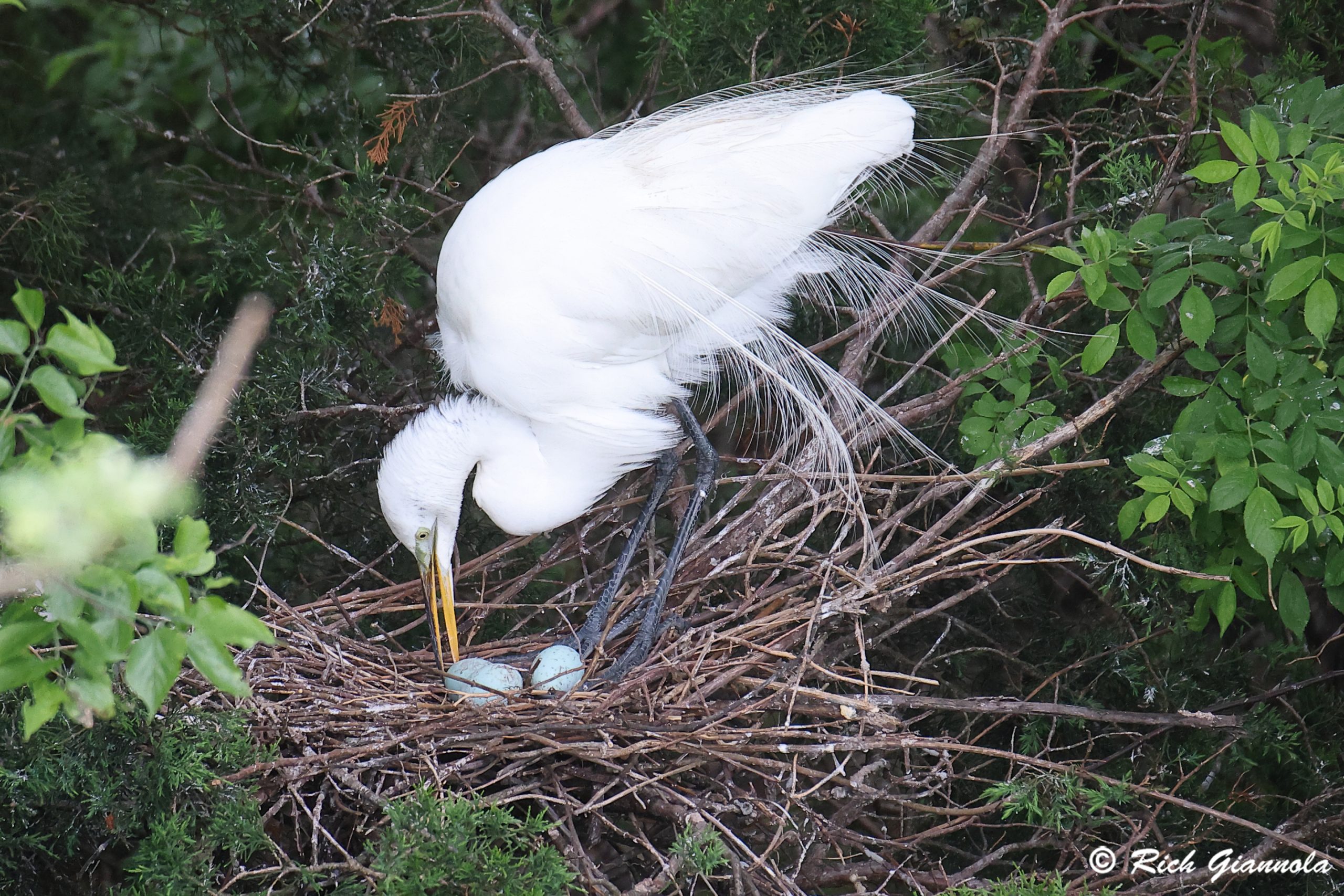 Birding at Ocean City Welcome Center: Featuring a Great Egret (5/17/25)