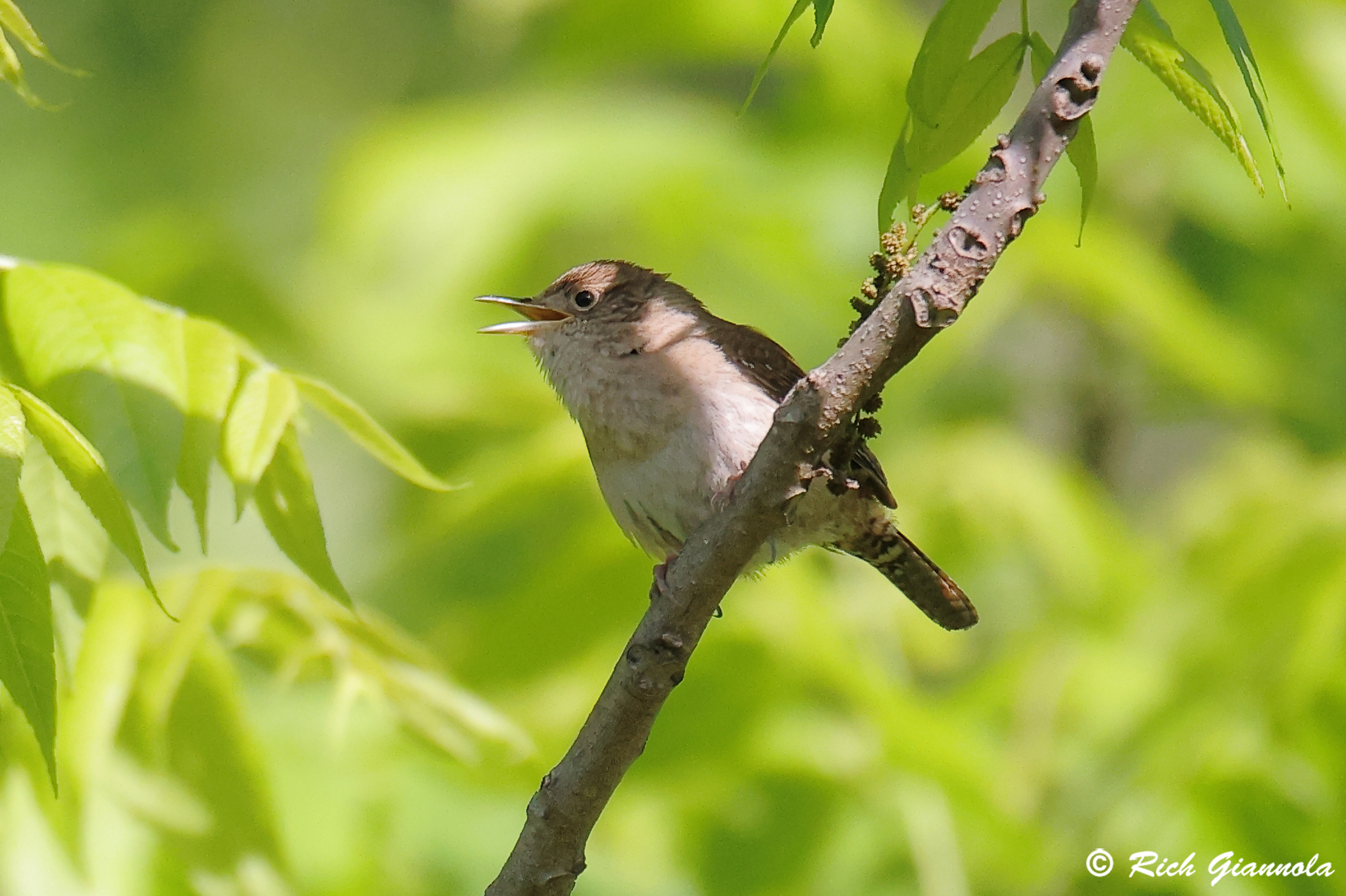 Birding at Hibernia County Park: Featuring a Northern House Wren (5/25/25)