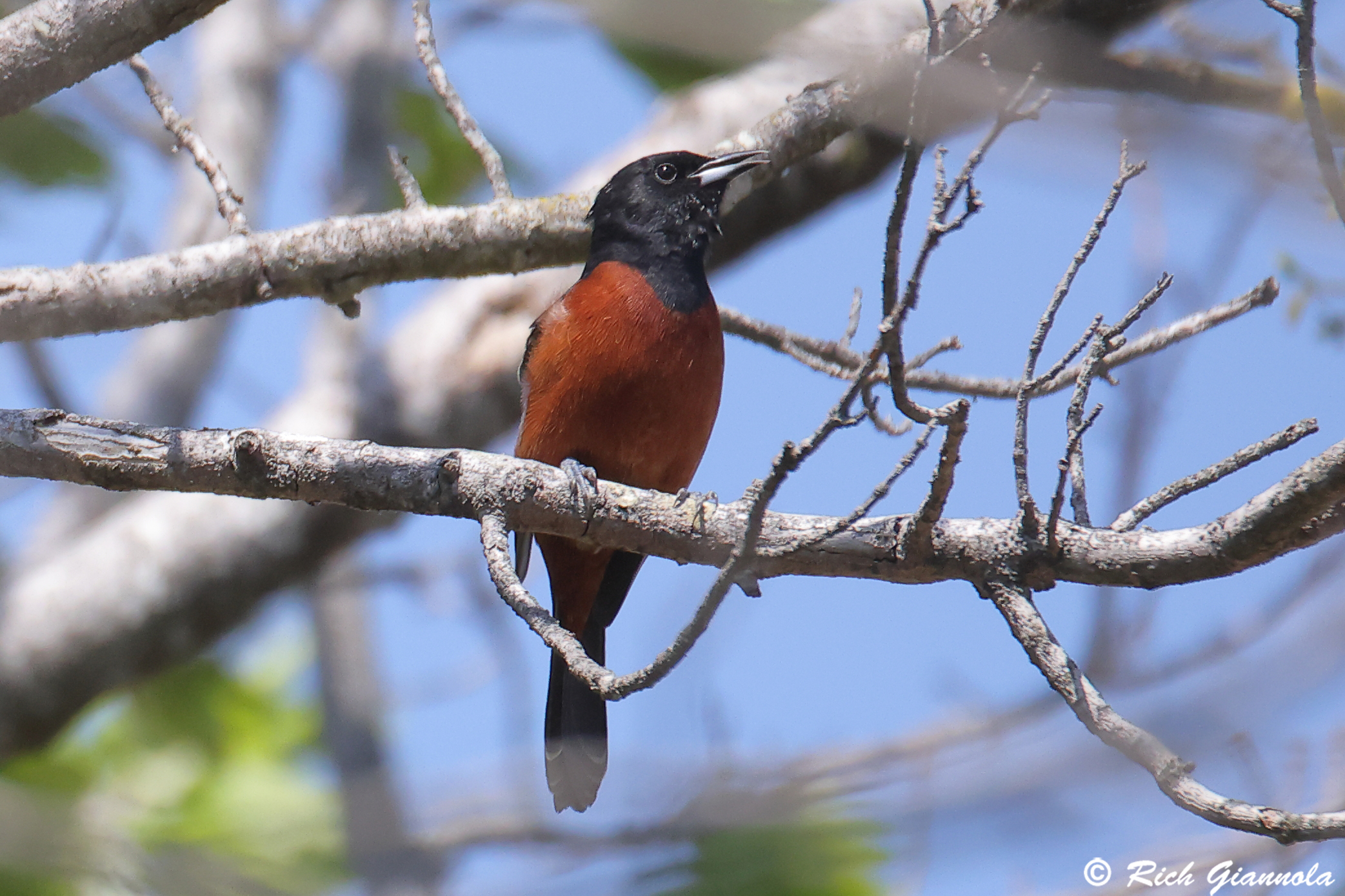 Birding at Prime Hook NWR: Featuring an Orchard Oriole (5/3/25)