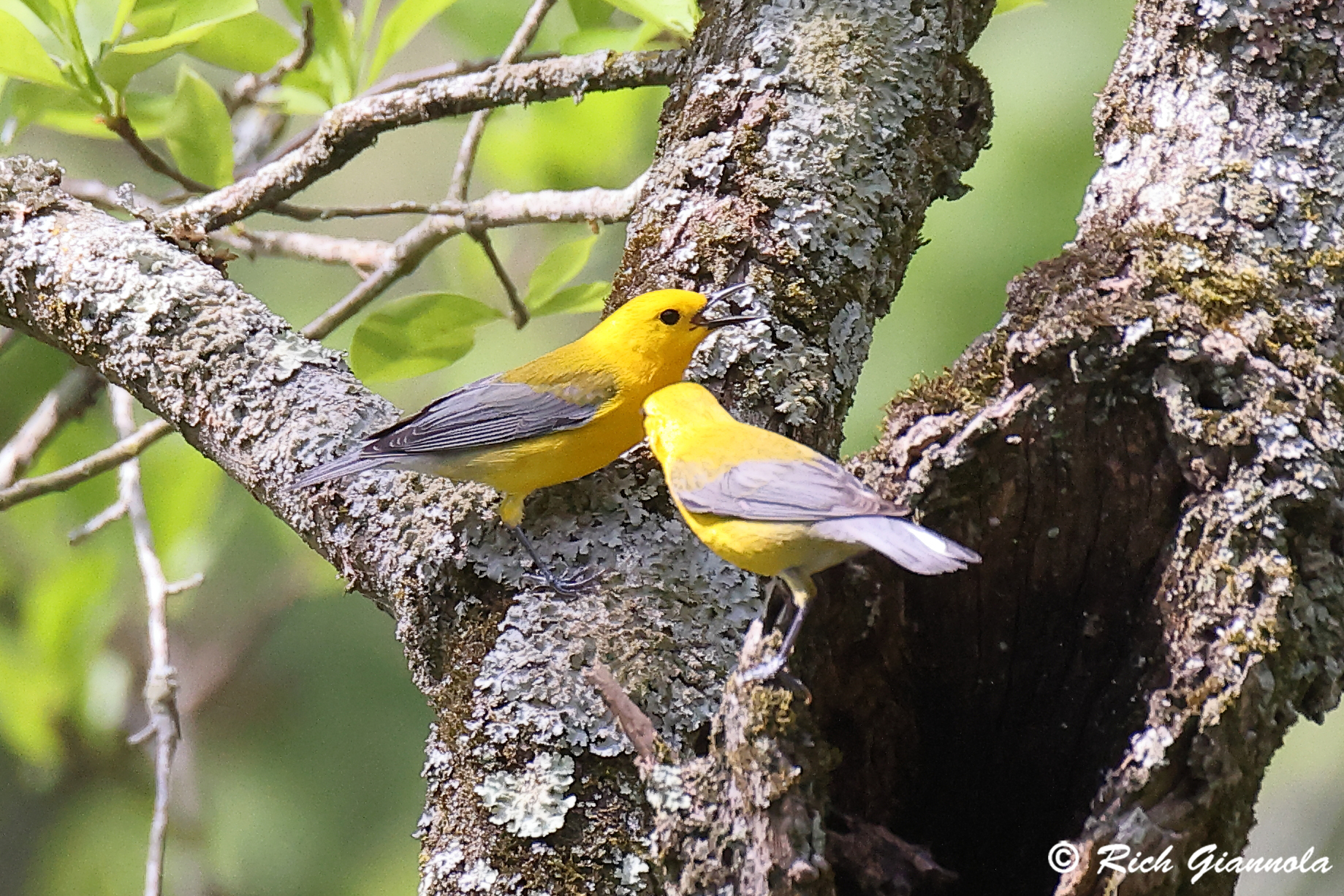Birding at Trap Pond State Park: Featuring Prothonotary Warblers (4/24/25)