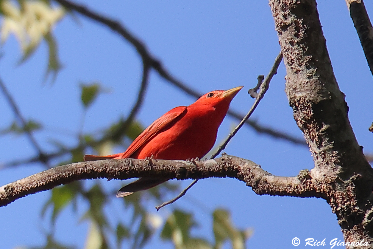 Birding at Redden State Forest: Featuring a Summer Tanager (4/30/25)