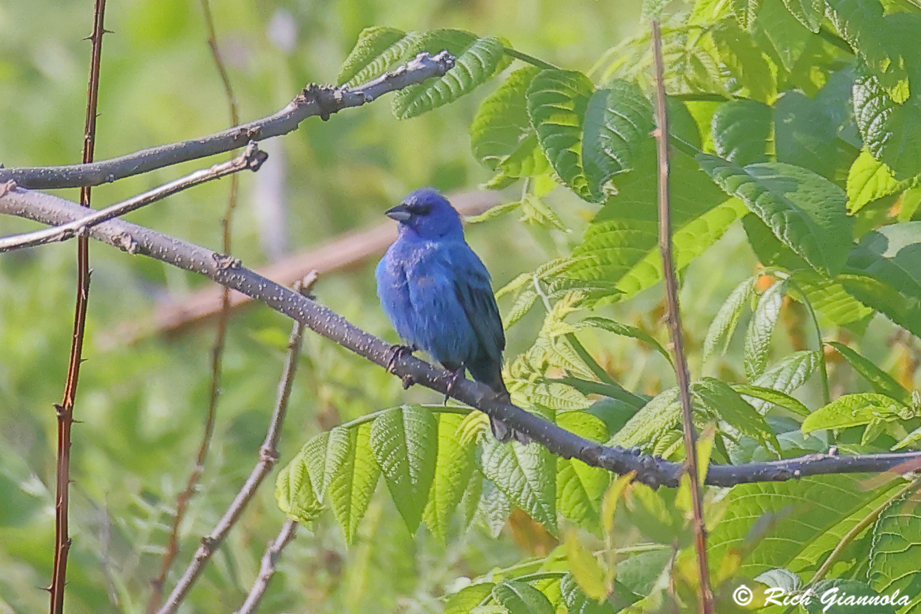 Birding at Prime Hook NWR: Featuring an Indigo Bunting (6/11/25)