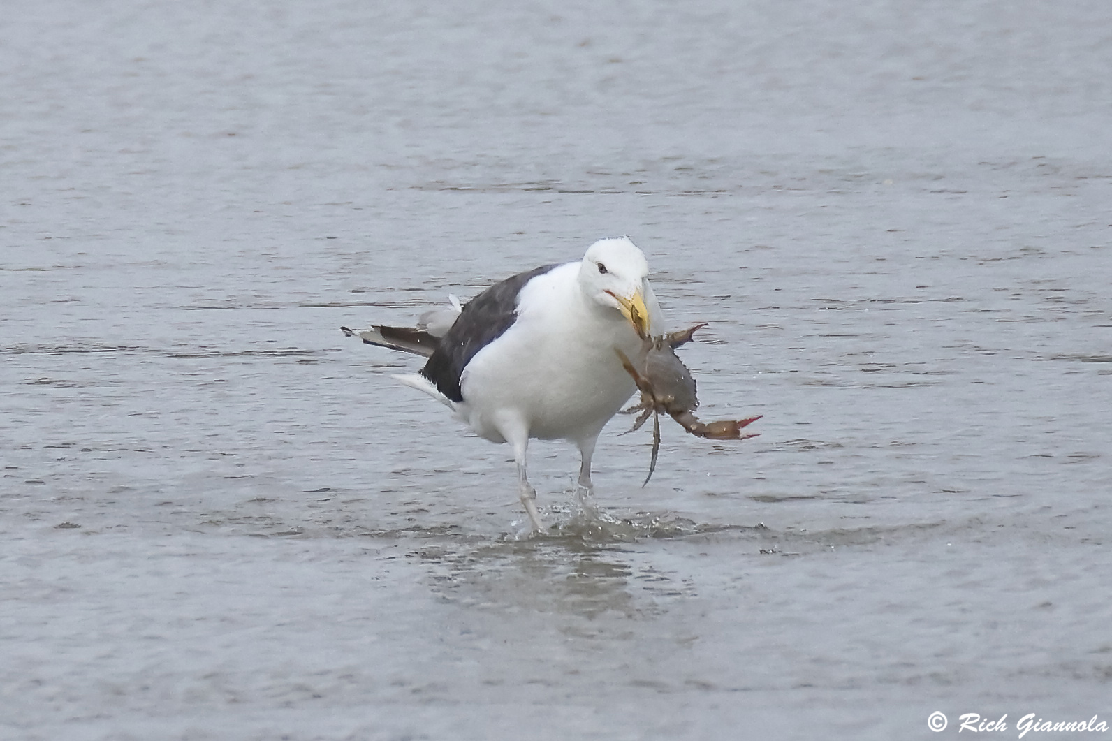 Birding at Cape Henlopen State Park: Featuring a Great Black-Backed Gull (7/19/25)