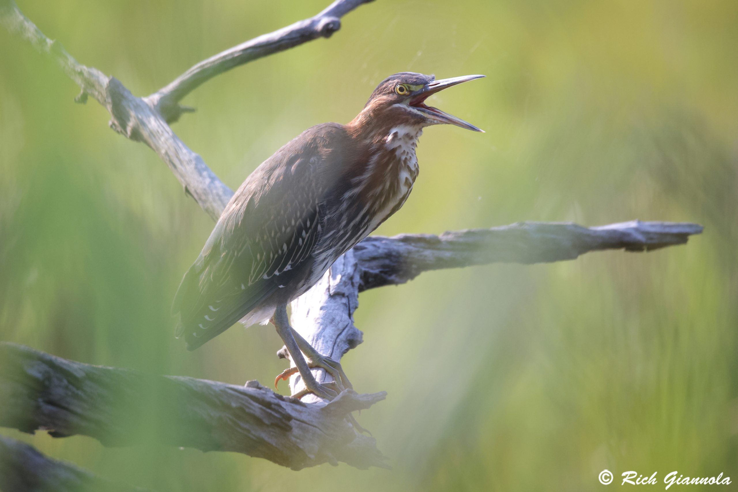 Birding at Cape Henlopen State Park: Featuring a Green Heron (7/30/25)