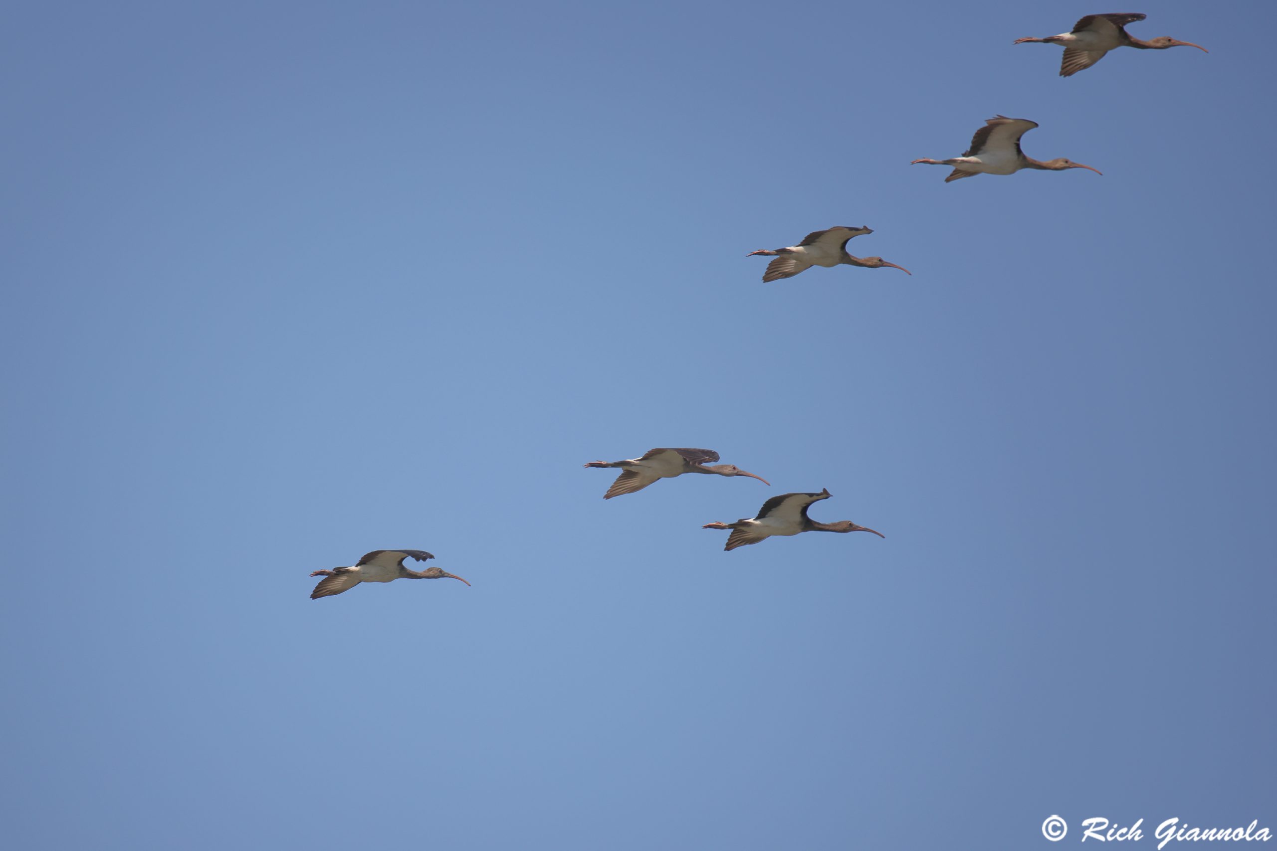 Birding at Prime Hook NWR: Featuring White Ibises (7/25/25)