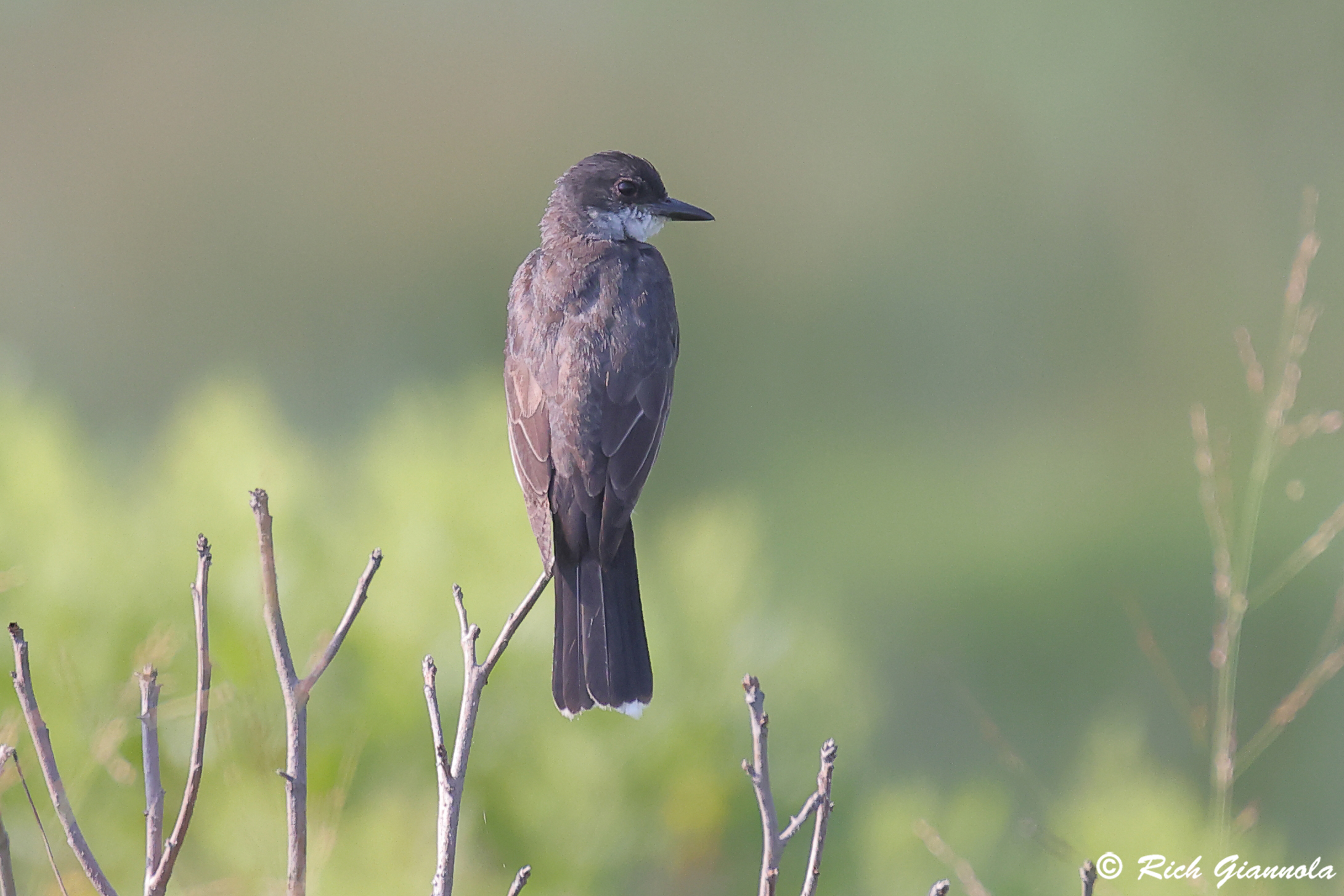 Birding at Bombay Hook NWR: Featuring an Eastern Kingbird (8/3/25)