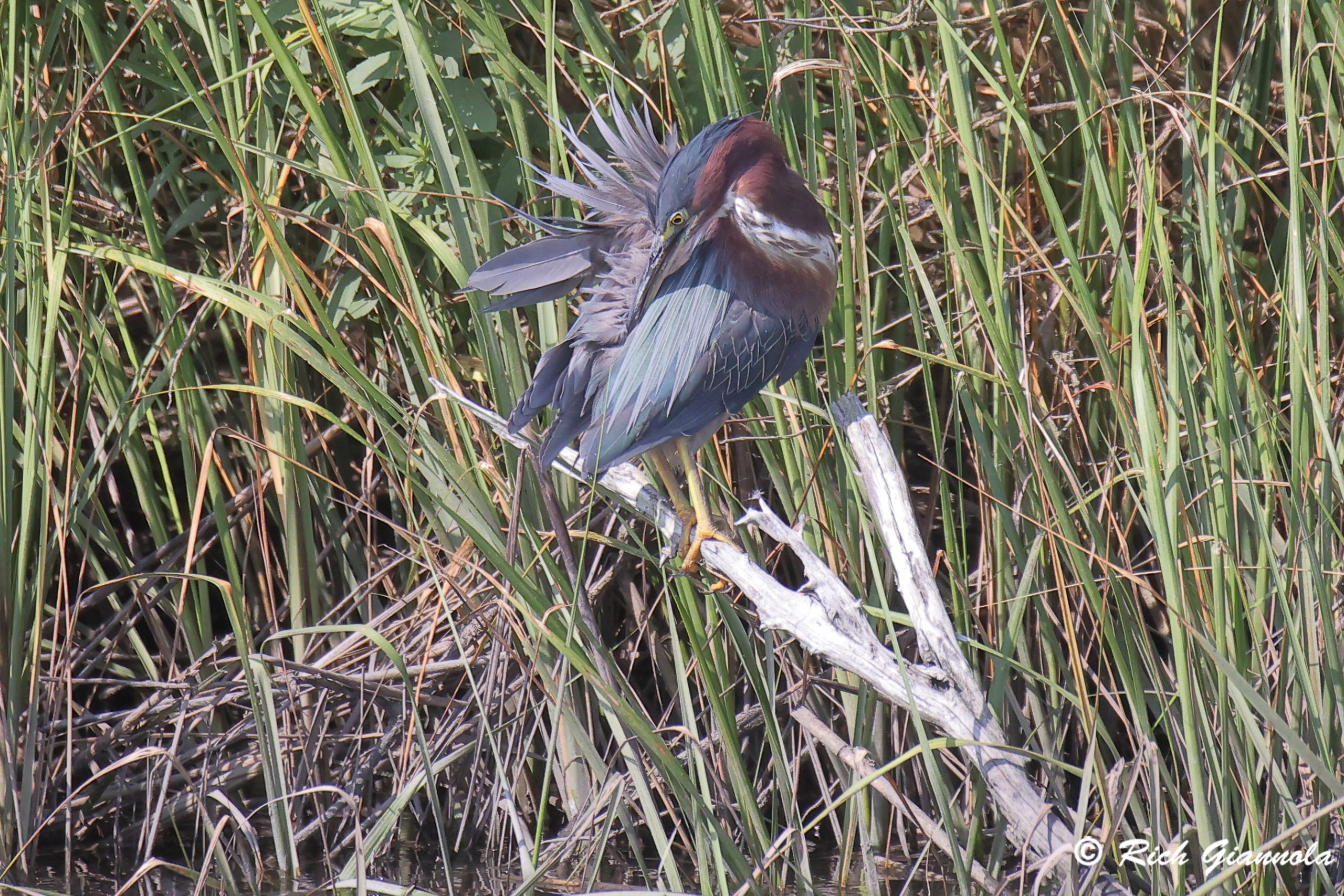Birding at Cape Henlopen State Park: Featuring a Green Heron (8/8/25)