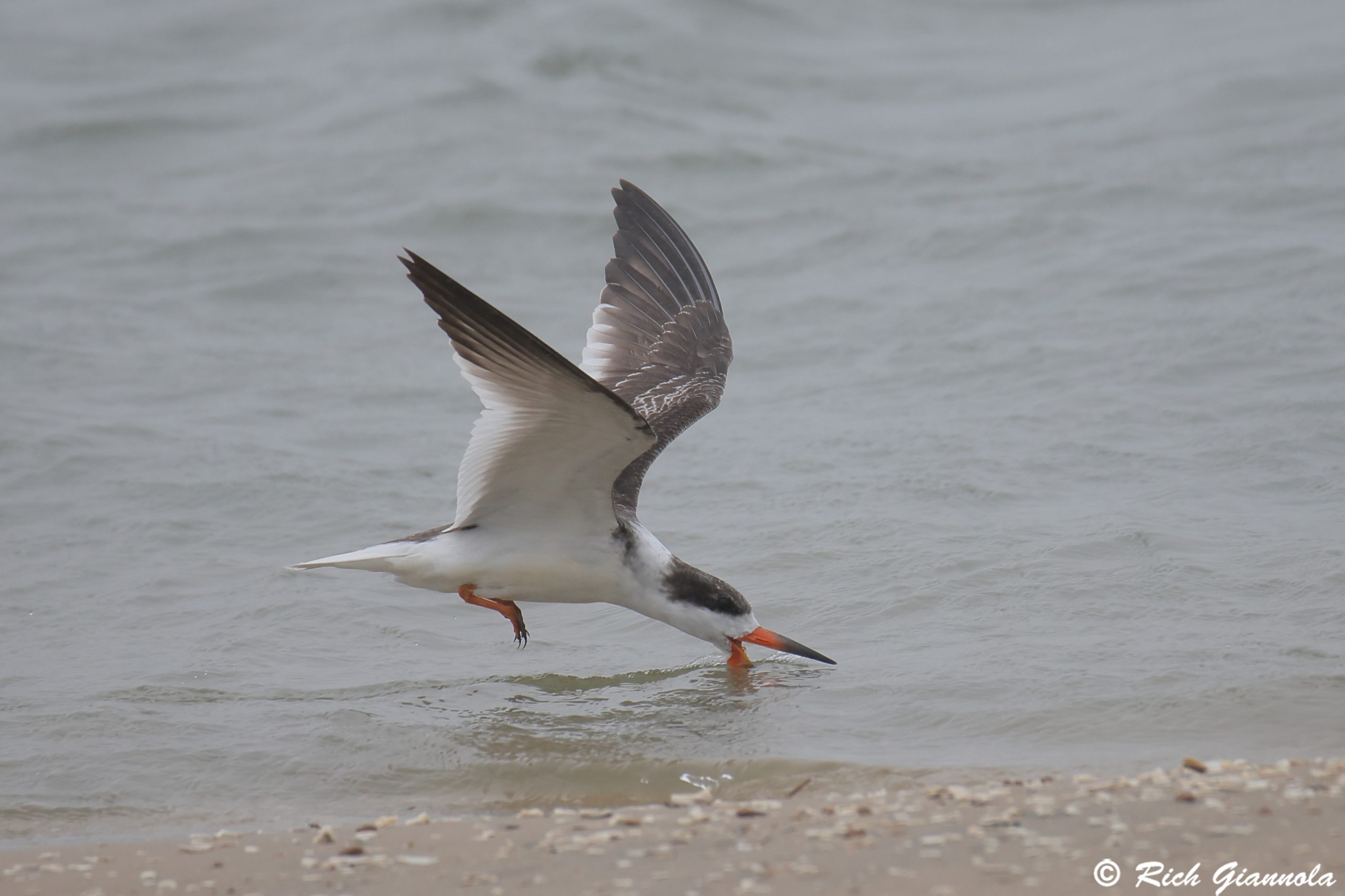 Birding at Chincoteague NWR: Featuring a Black Skimmer (9/10/25)