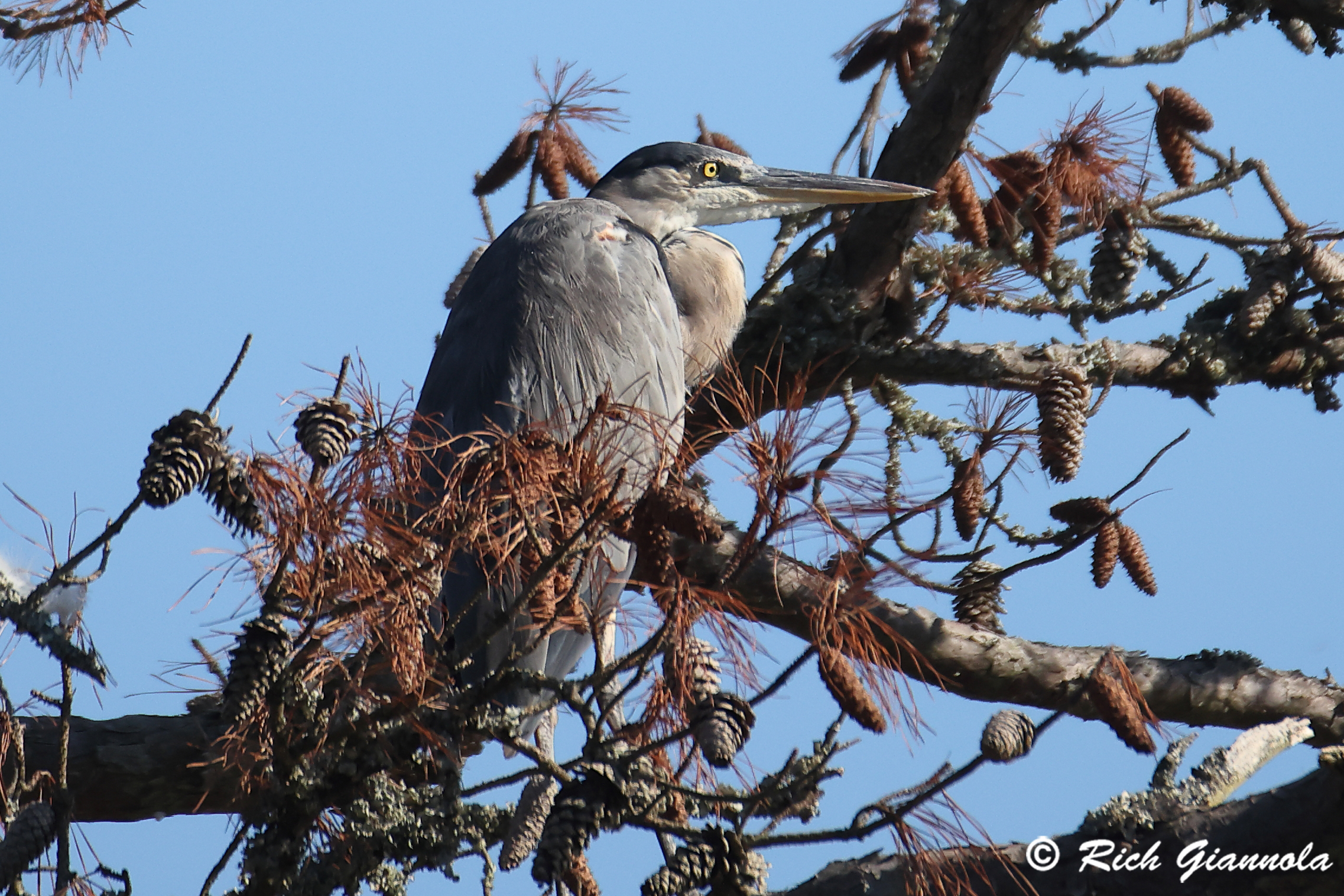 Birding at Chincoteague Island Nature Trail: Featuring a Great Blue Heron (9/12/25)