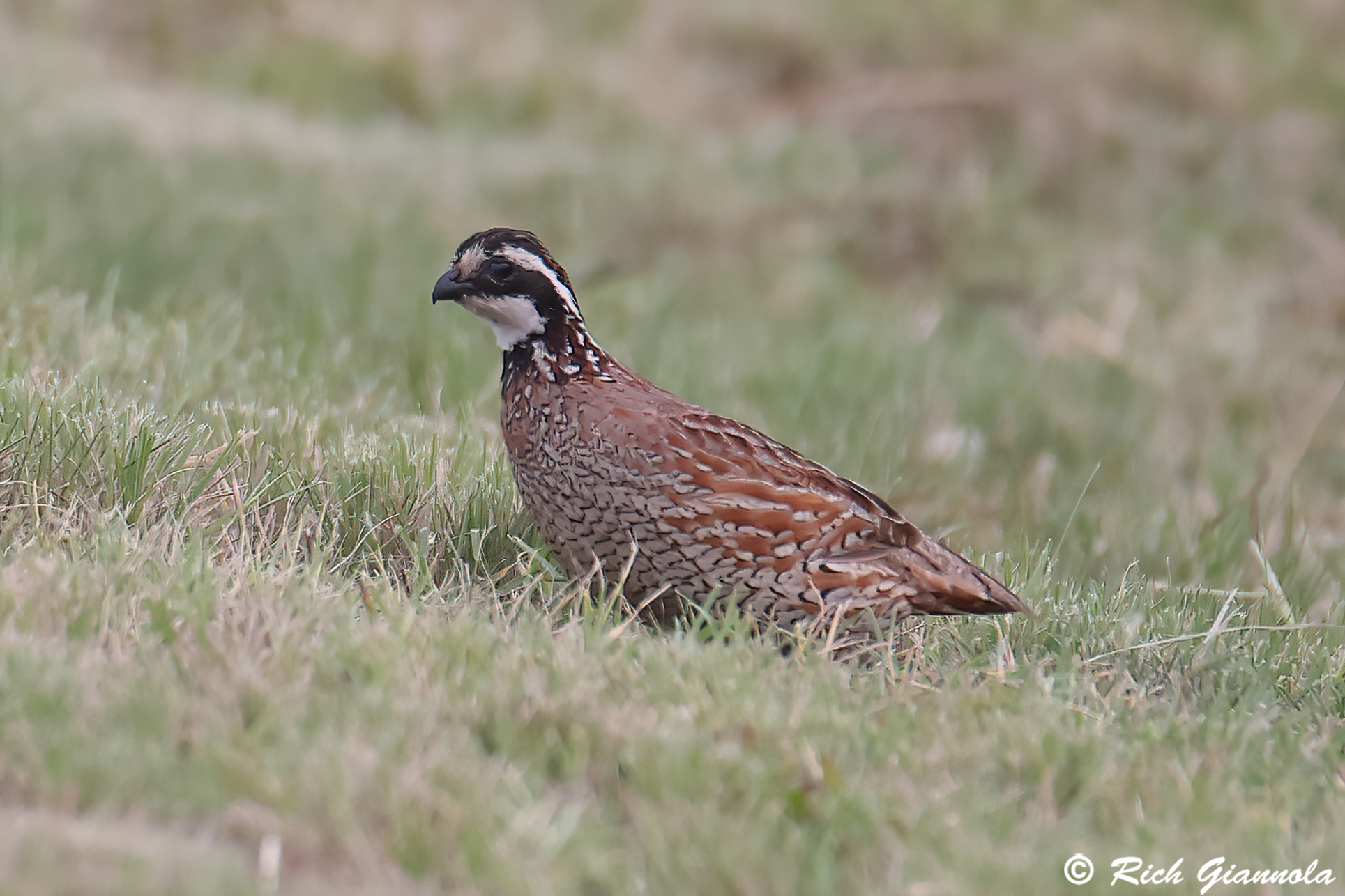 Birding at Chincoteague NWR: Featuring a Northern Bobwhite (9/11/25)