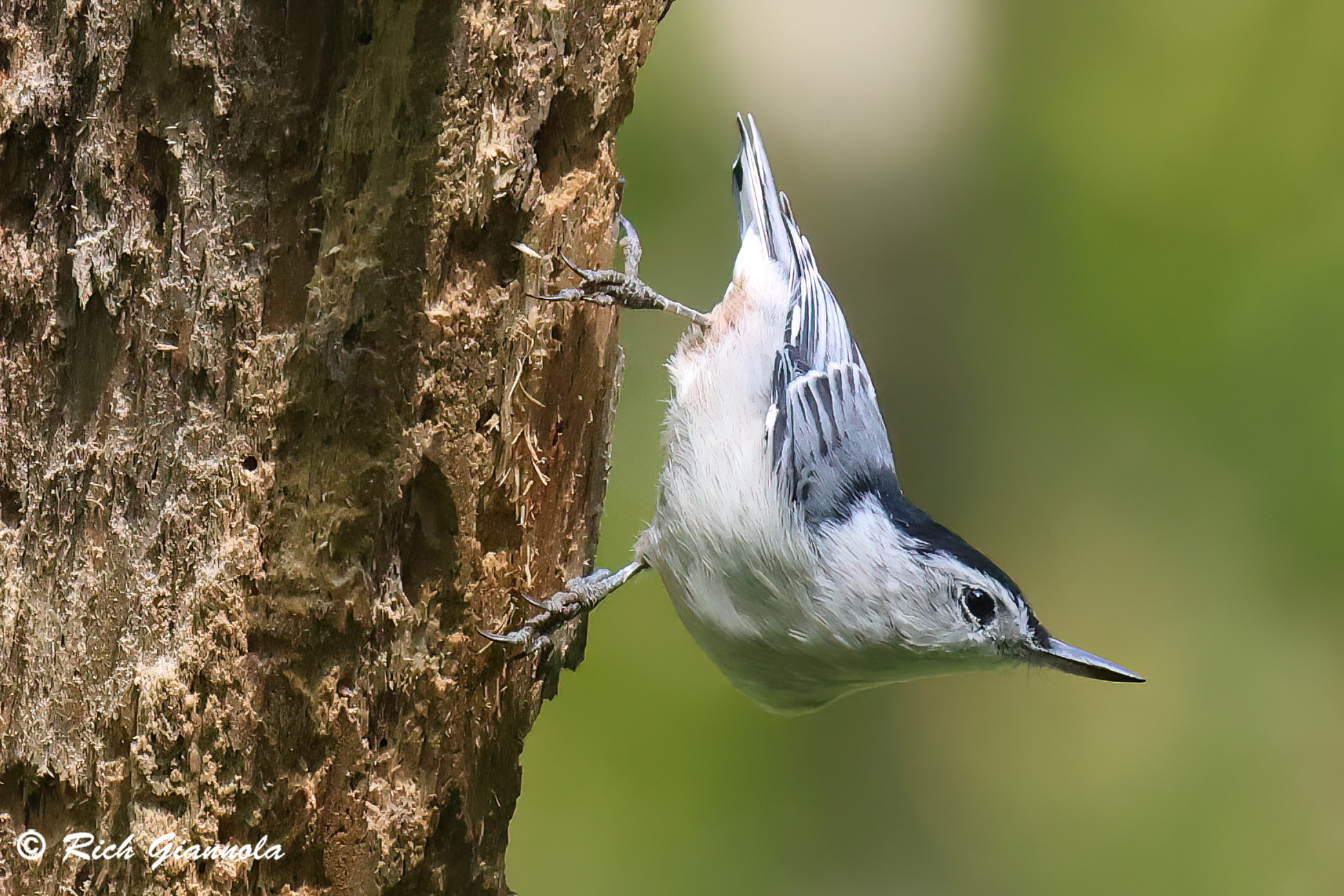 Birding at Ashland Nature Center: Featuring a White-Breasted Nuthatch (8/29/25)