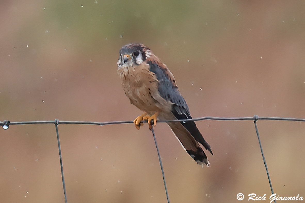 Birding at Rocky Mountain Arsenal NWR: Featuring an American Kestrel (9/23/25)