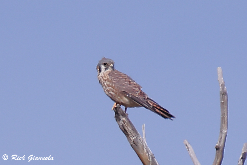 Birding at Lake Pueblo State Park: Featuring an American Kestrel (9/26/25)