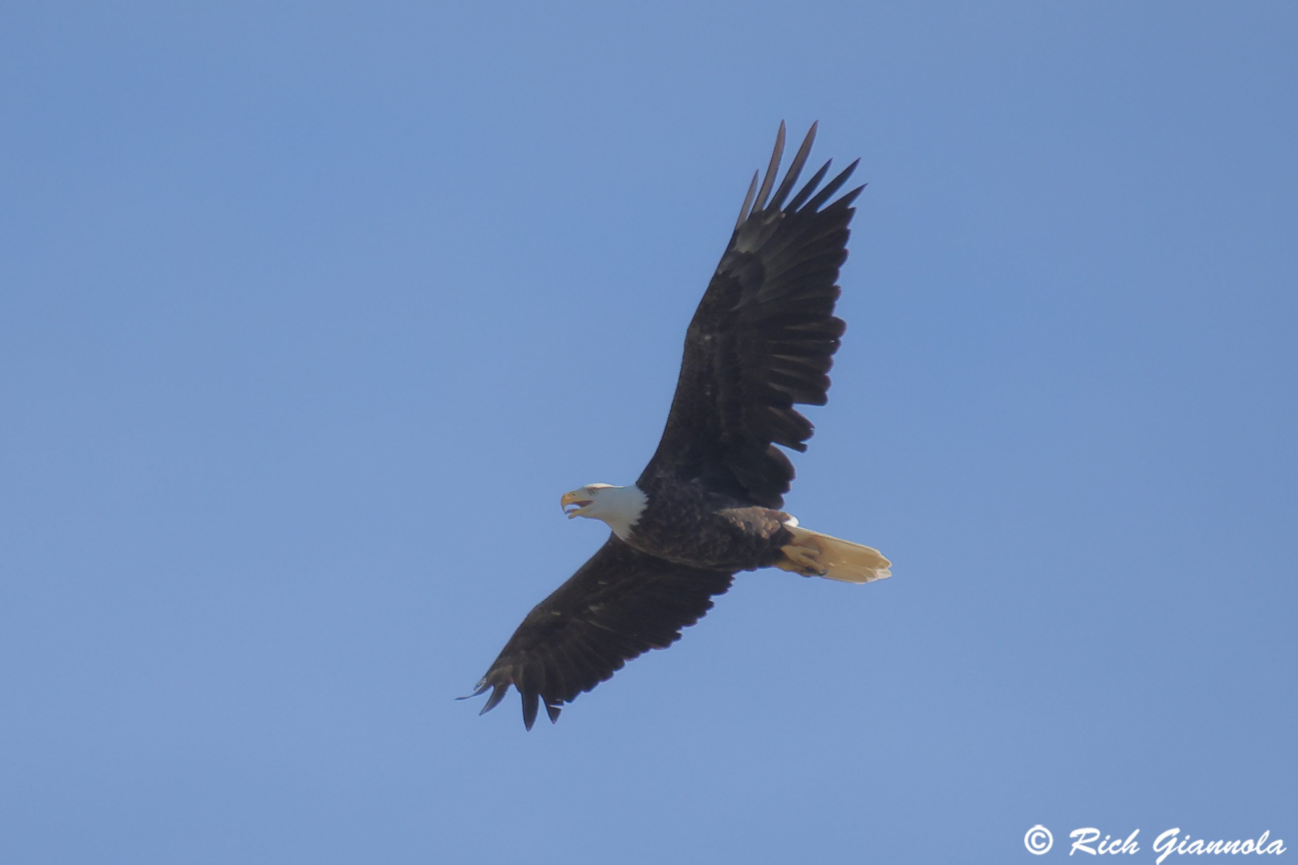 Birding at Runyon Lake: Featuing a Bald Eagle (9/27/25)