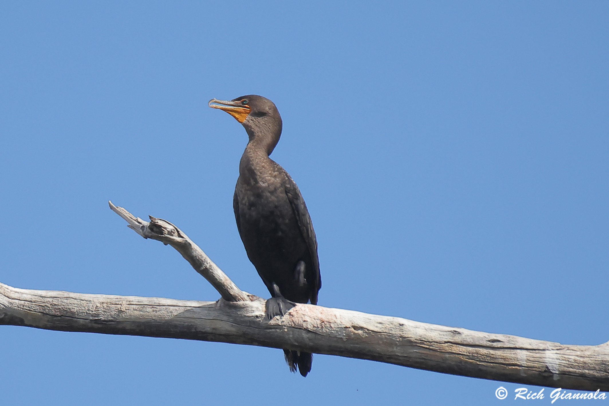 Birding at Lake Pueblo State Park: Featuring a Double-Crested Cormorant (9/27/25)