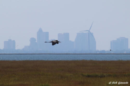 Atlantic City Skyline with Great Blue Heron