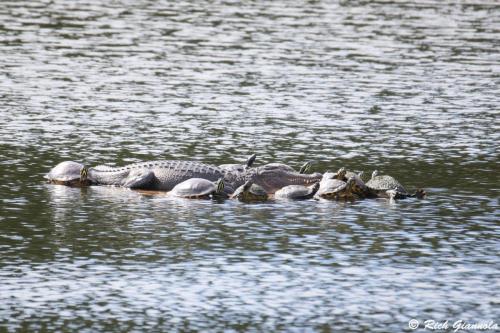 Alligator with Turtles