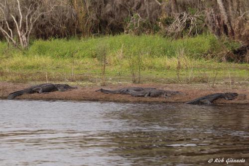 Alligators