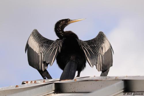 American Anhinga